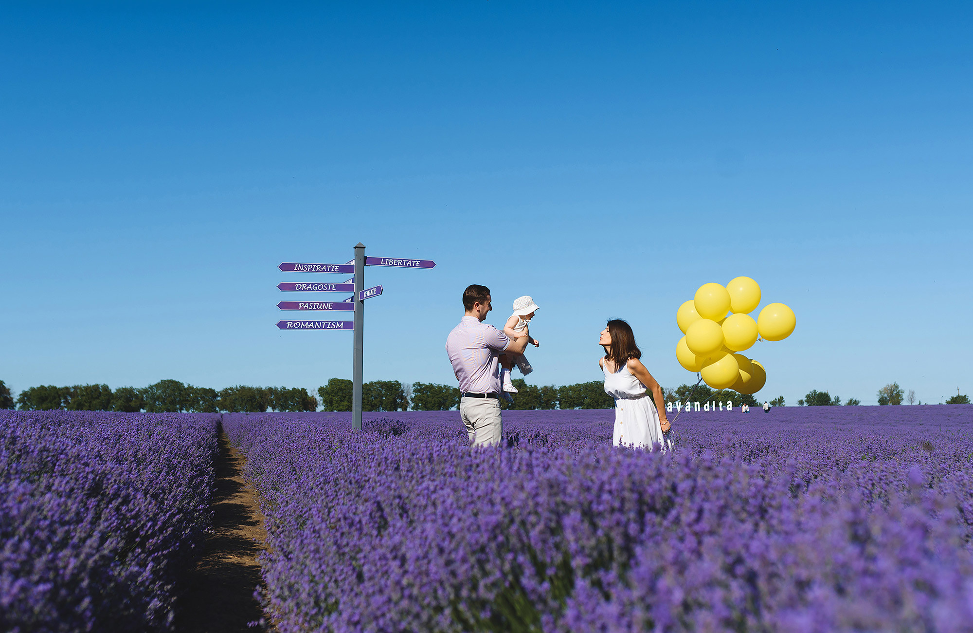 Family photography in lavender field