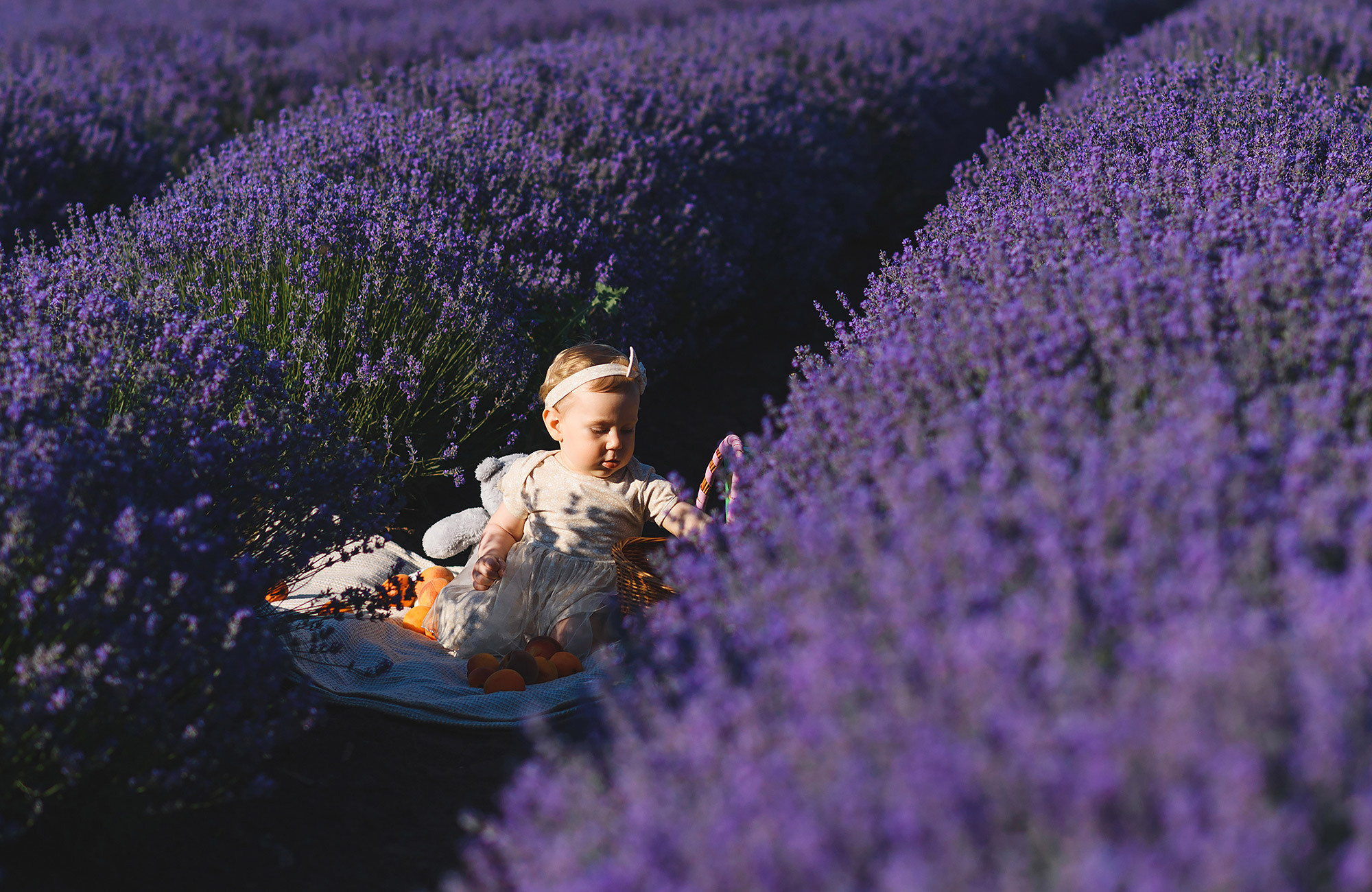 Family photography in lavender field