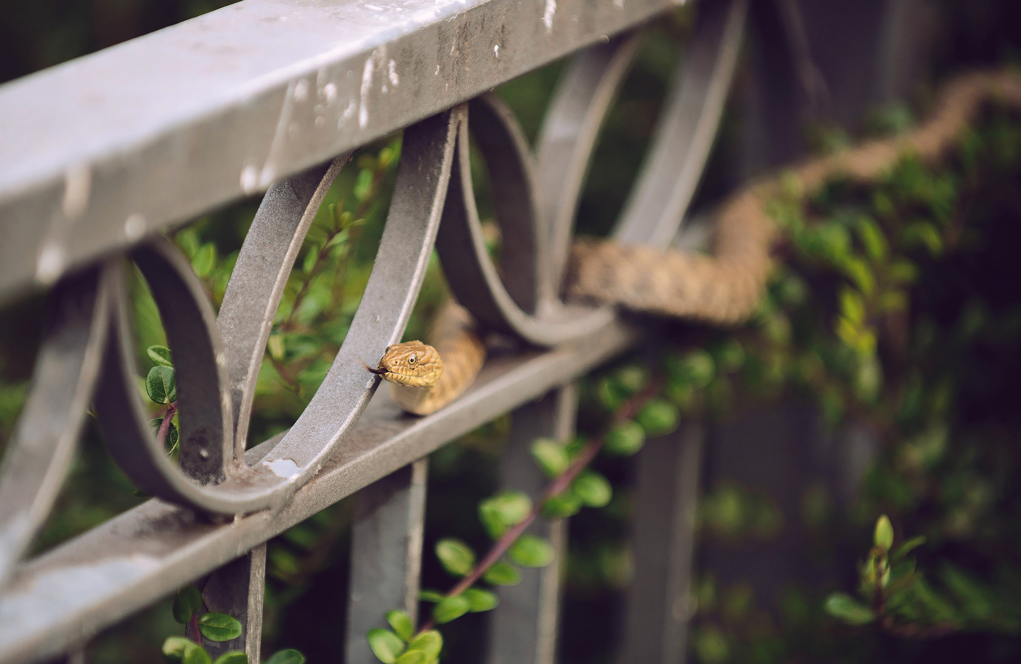 Love story photography Garda Lake