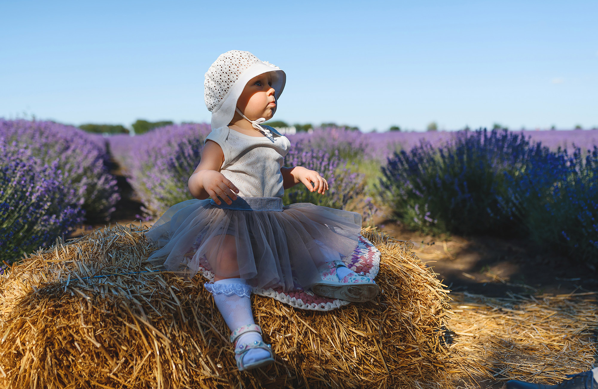 Family photography in lavender field
