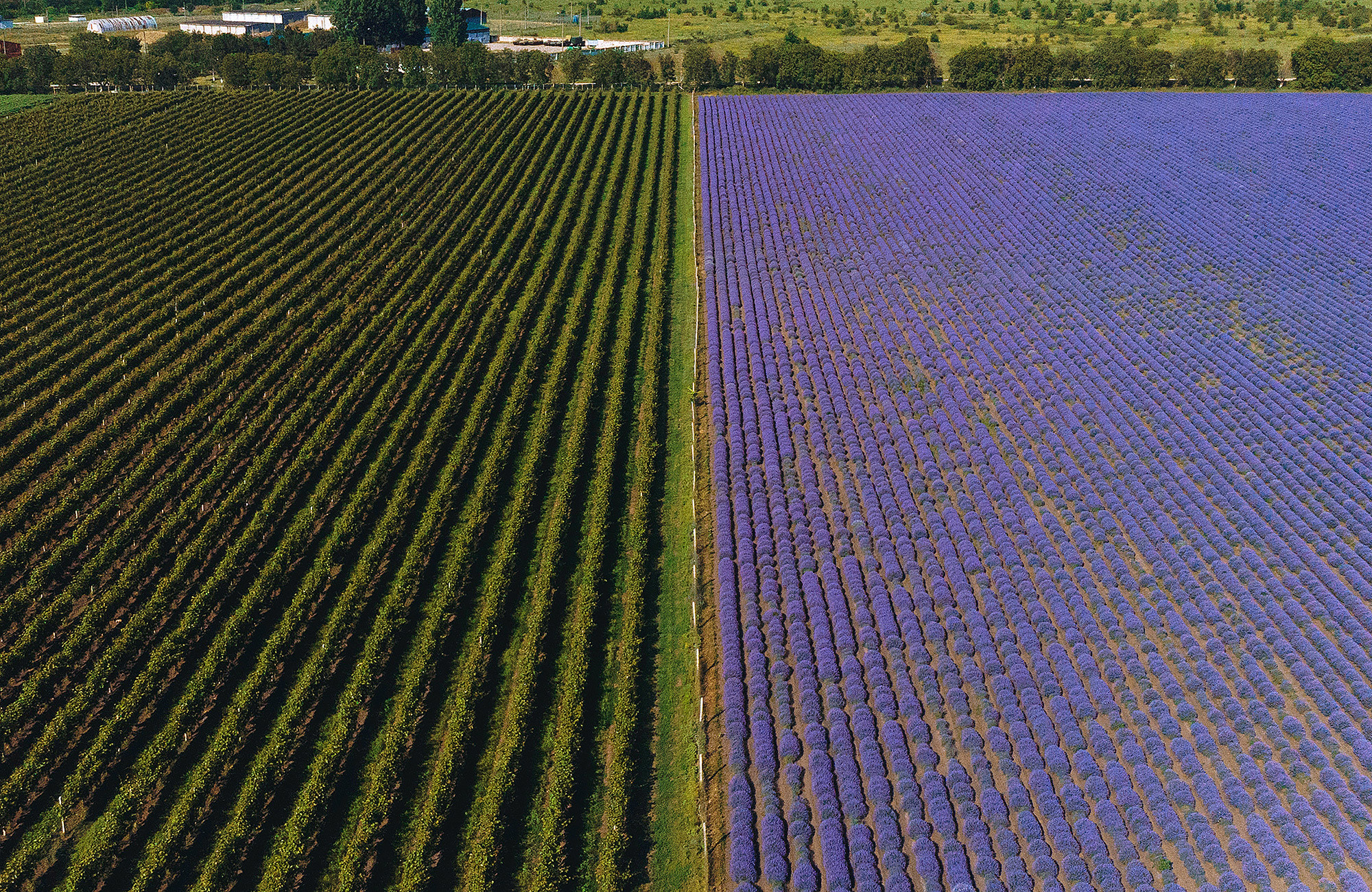 Family photography in lavender field