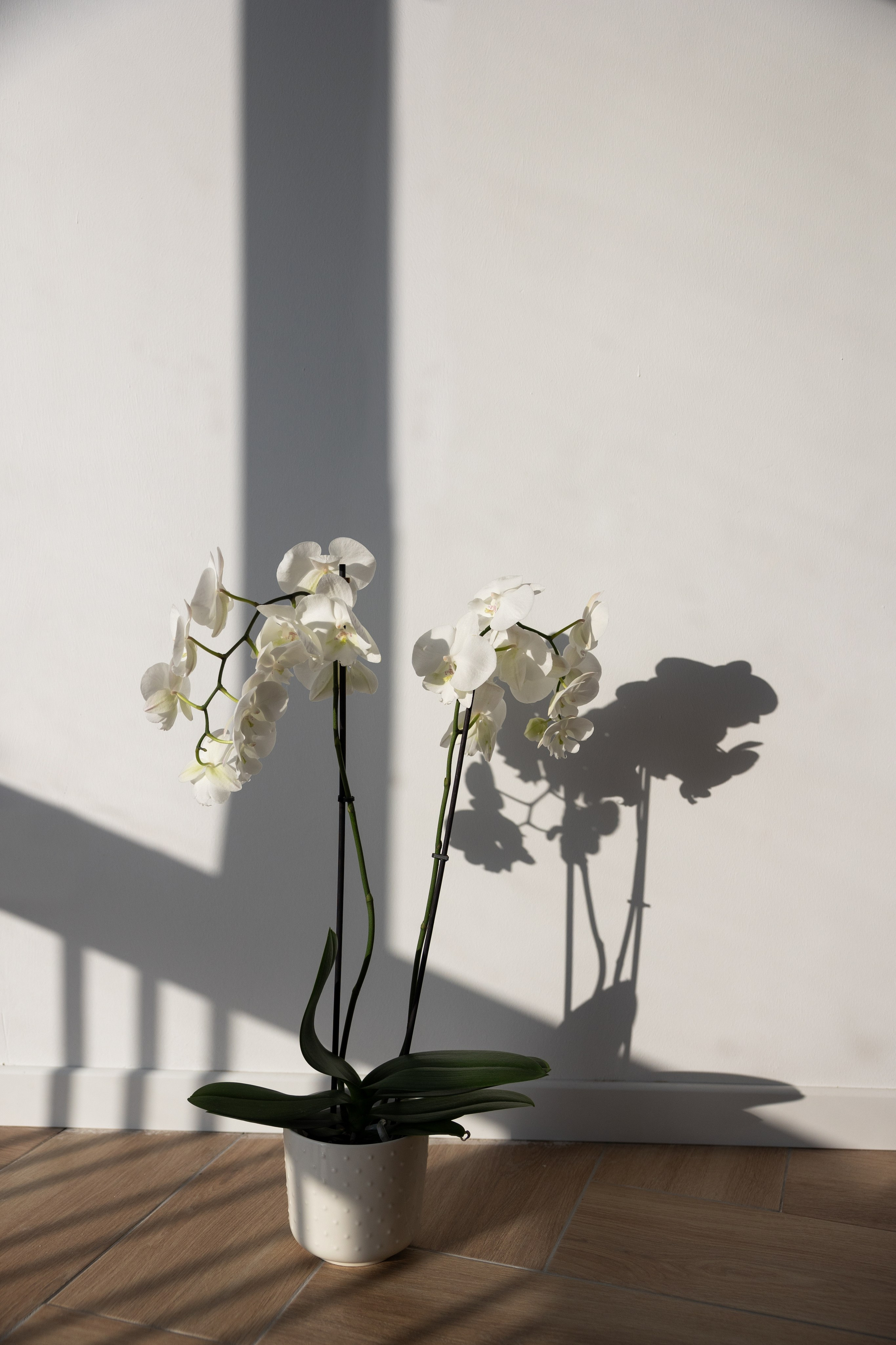 Séance photo de marque personnelle pour art-thérapeute. Eugénie Smirnova — Photographe à Toulouse et dans le Sud-Ouest