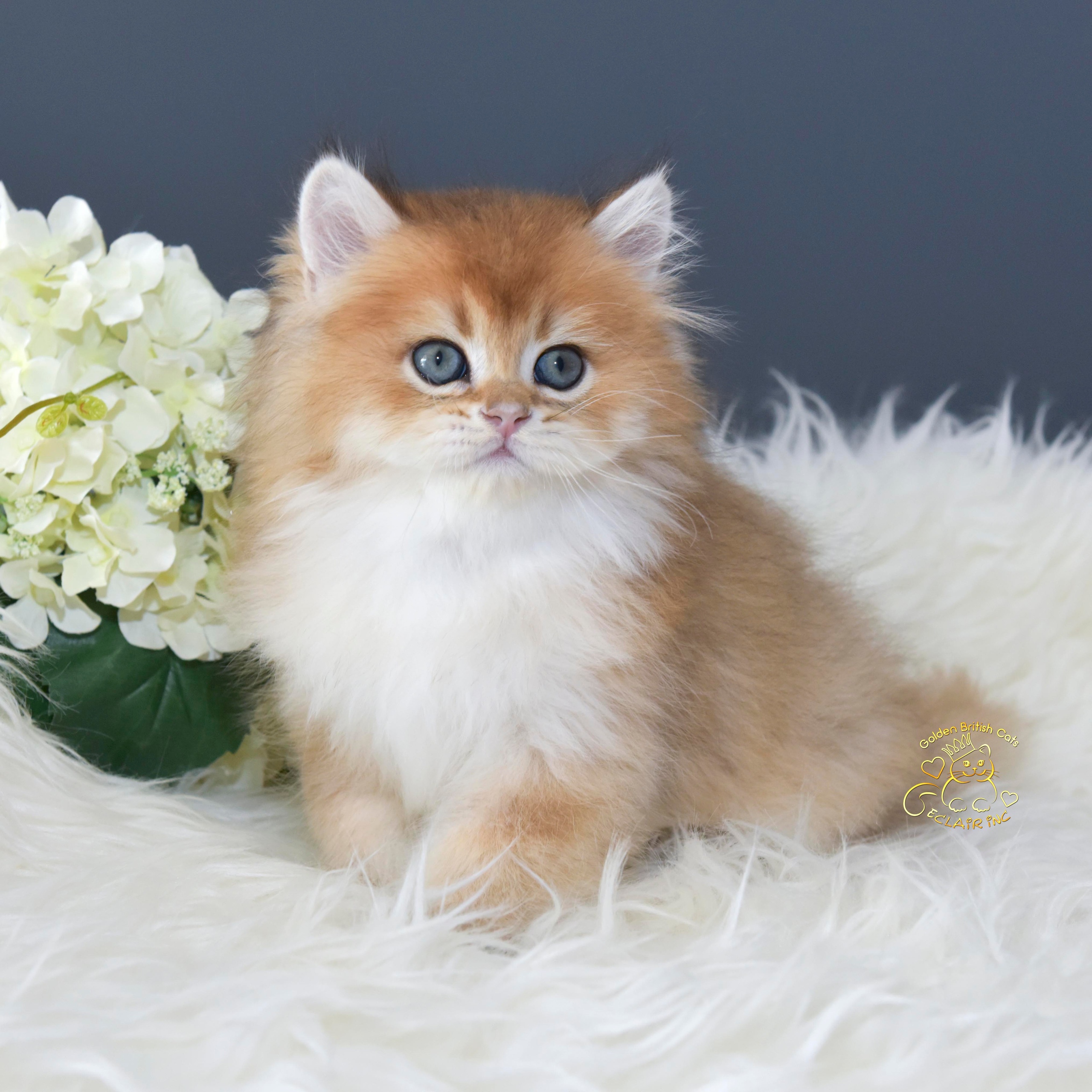 Cattery British shorthair Cyprus, cattery british shorthair Limassol,. British shorthair Cyprus, british shorthair cattery in UK, british cat