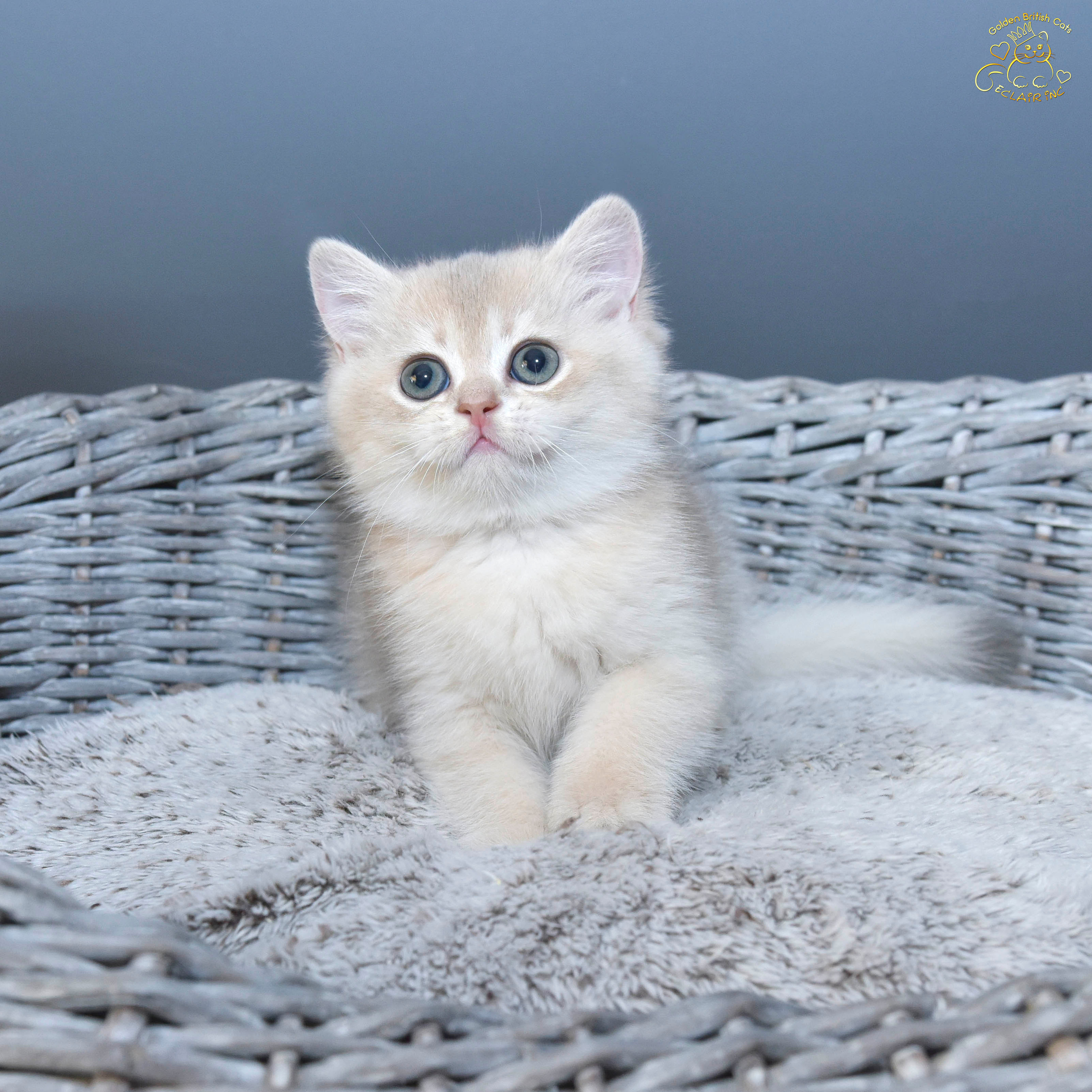 Cattery British shorthair Cyprus, cattery british shorthair Limassol,. British shorthair Cyprus, british shorthair cattery in UK, british cat