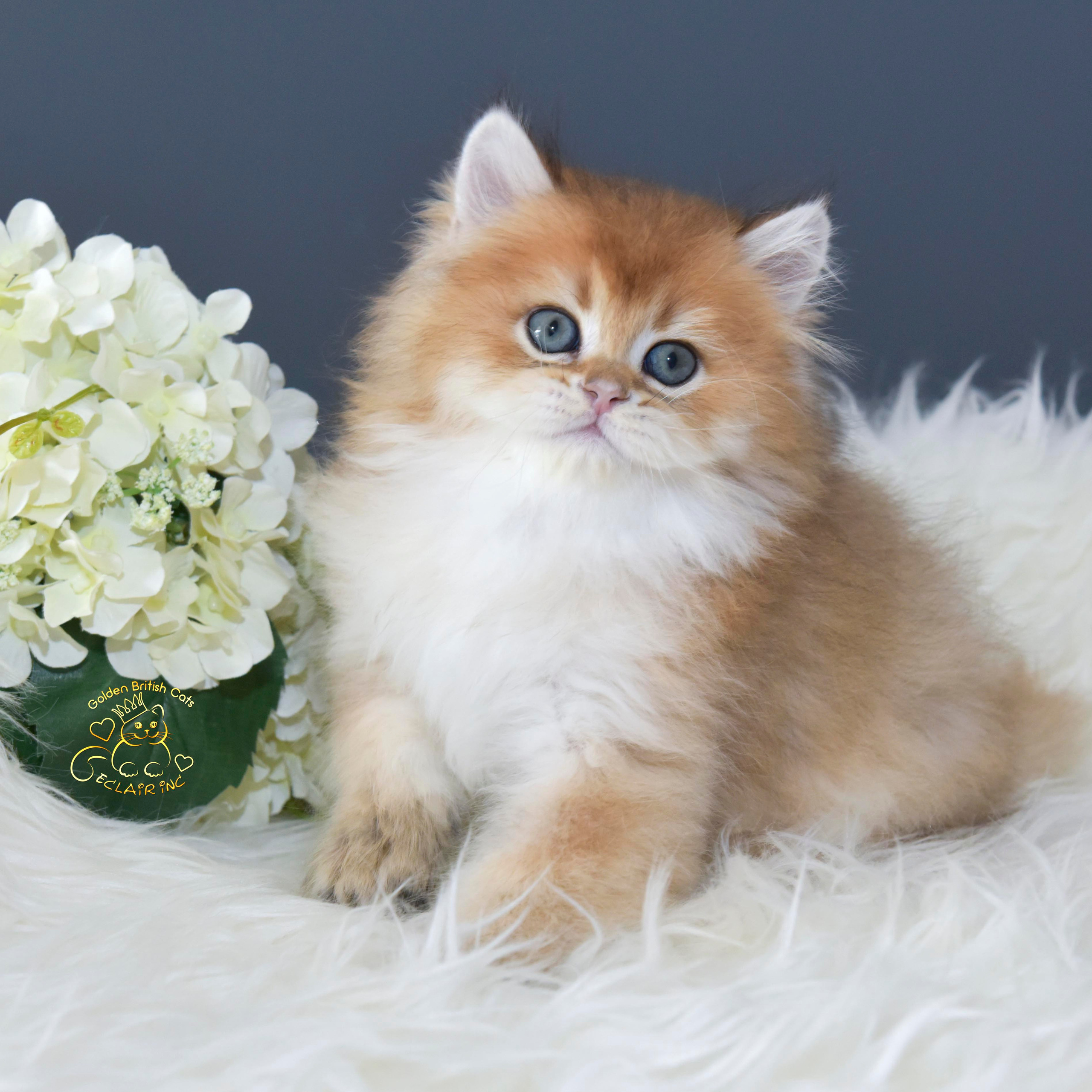 Cattery British shorthair Cyprus, cattery british shorthair Limassol,. British shorthair Cyprus, british shorthair cattery in UK, british cat