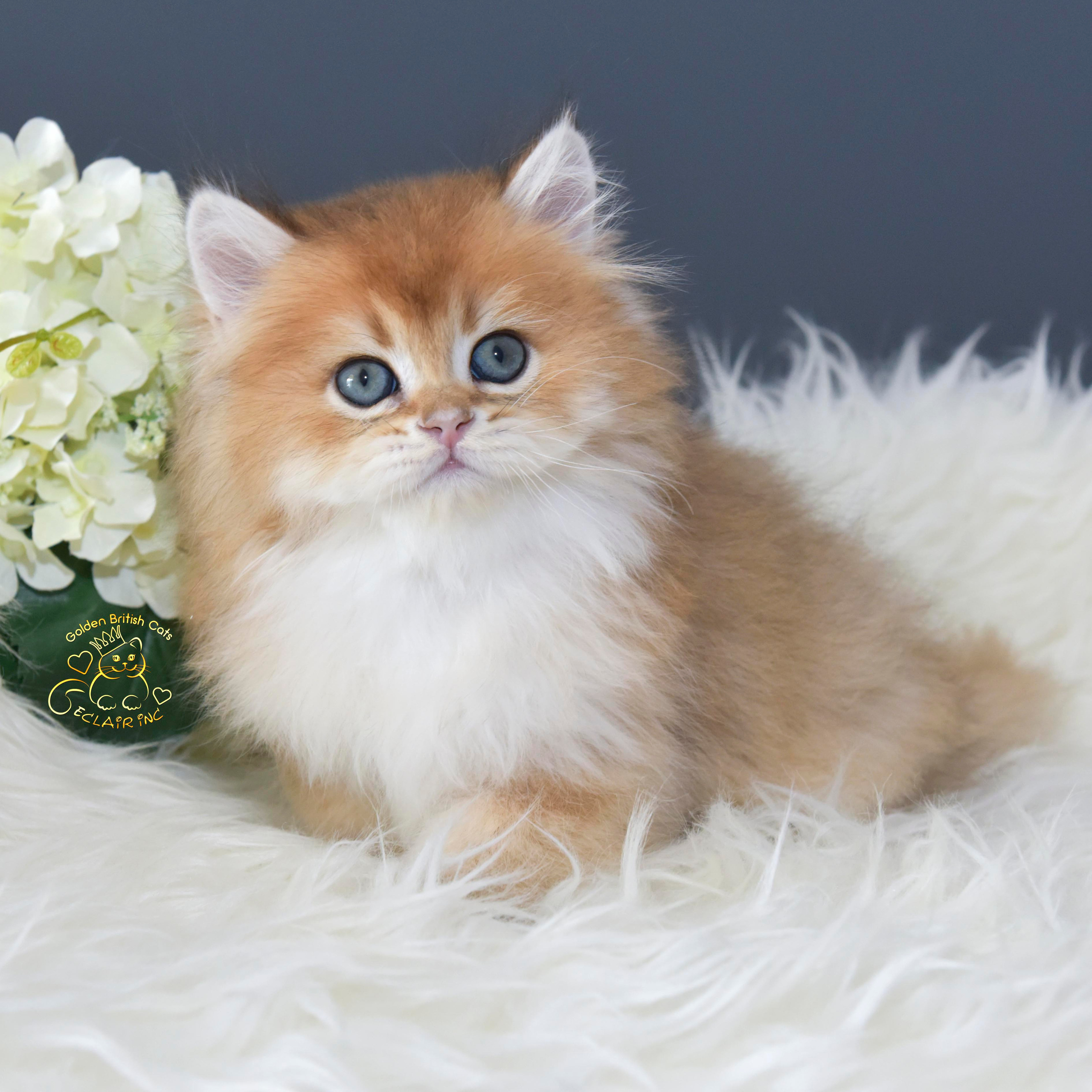 Cattery British shorthair Cyprus, cattery british shorthair Limassol,. British shorthair Cyprus, british shorthair cattery in UK, british cat