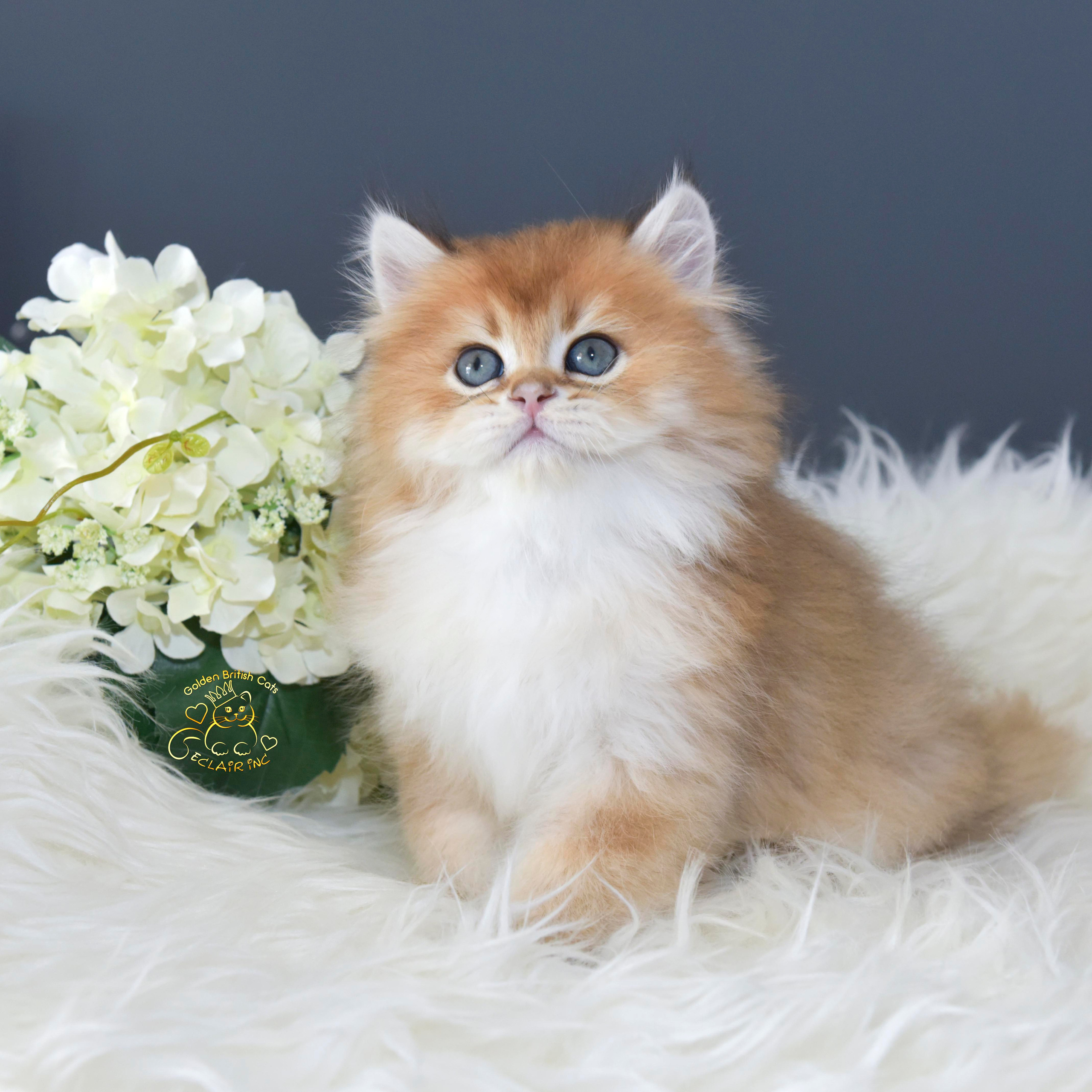 Cattery British shorthair Cyprus, cattery british shorthair Limassol,. British shorthair Cyprus, british shorthair cattery in UK, british cat