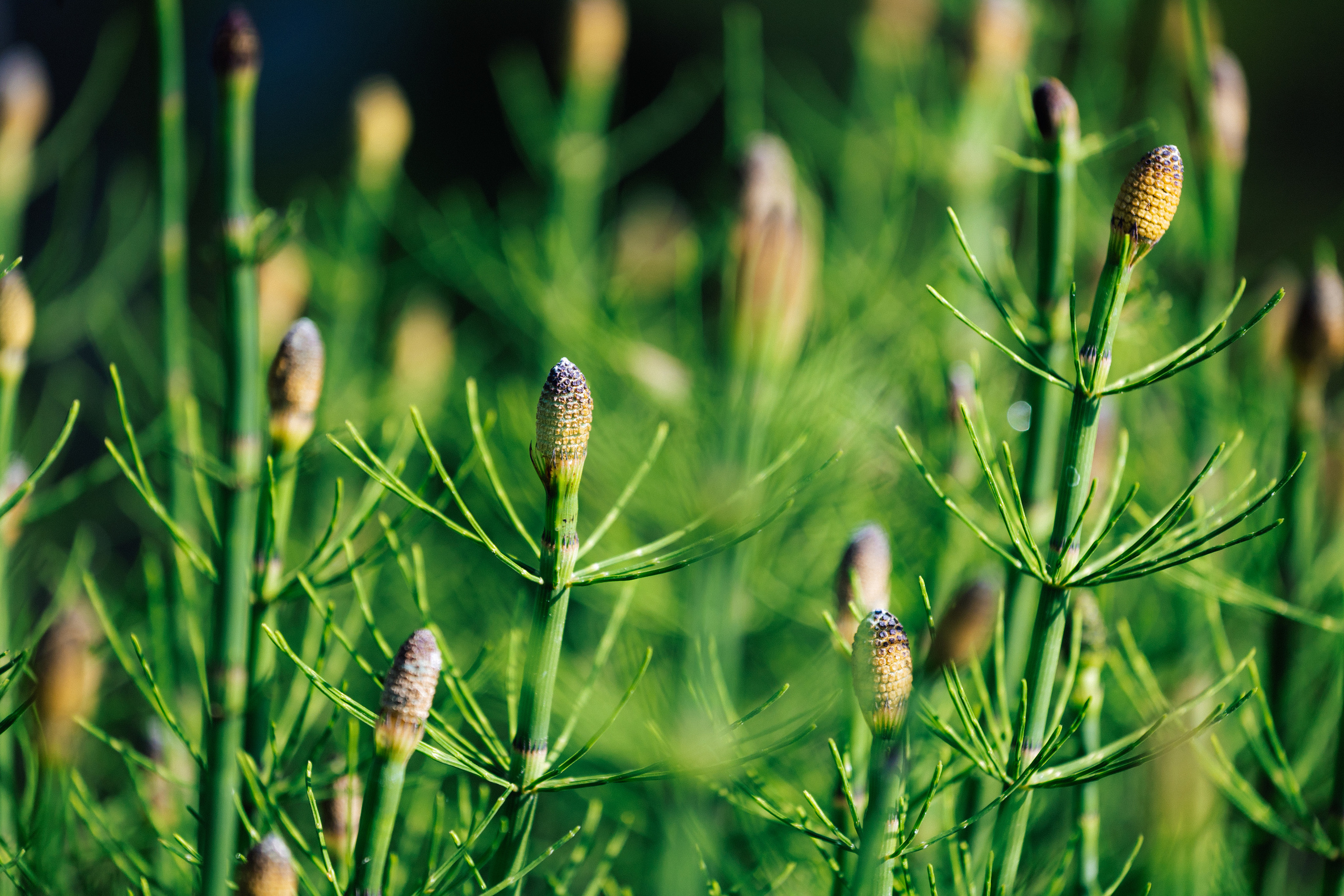 Woman and nature. Timeless Wedding & Event Photography — based London, working across Europe