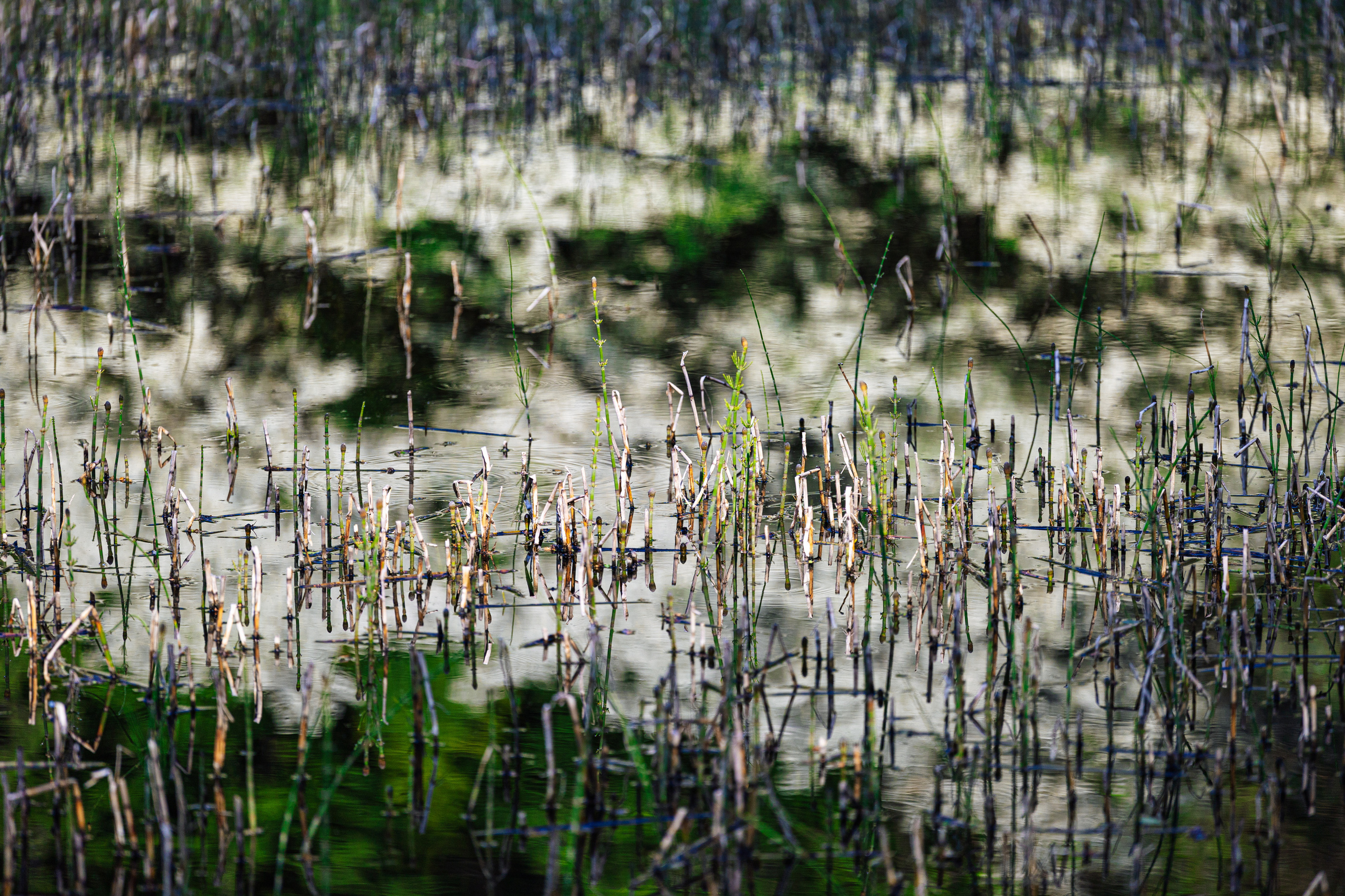 Woman and nature. Timeless Wedding & Event Photography — based London, working across Europe