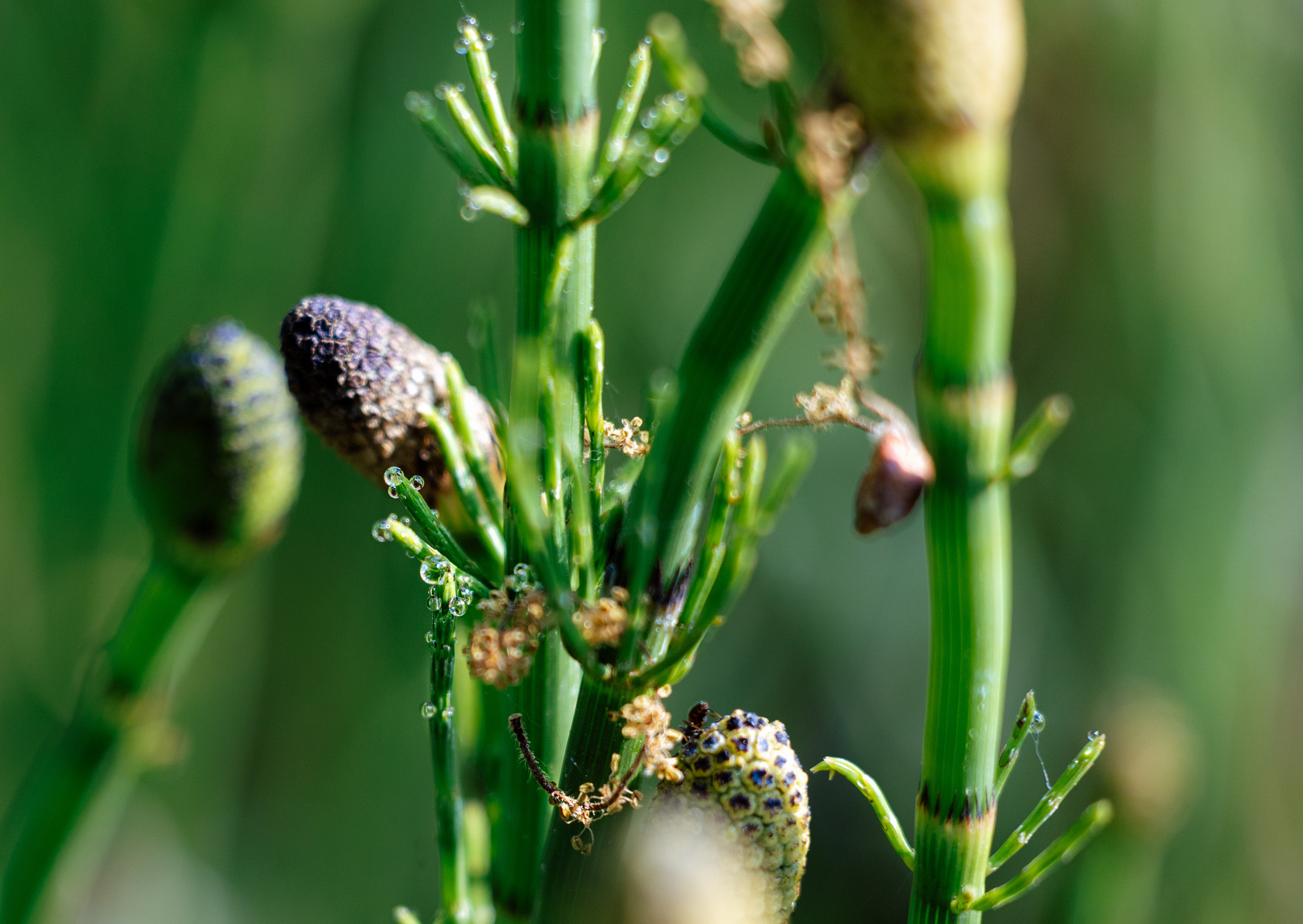 Woman and nature. Timeless Wedding & Event Photography — based London, working across Europe