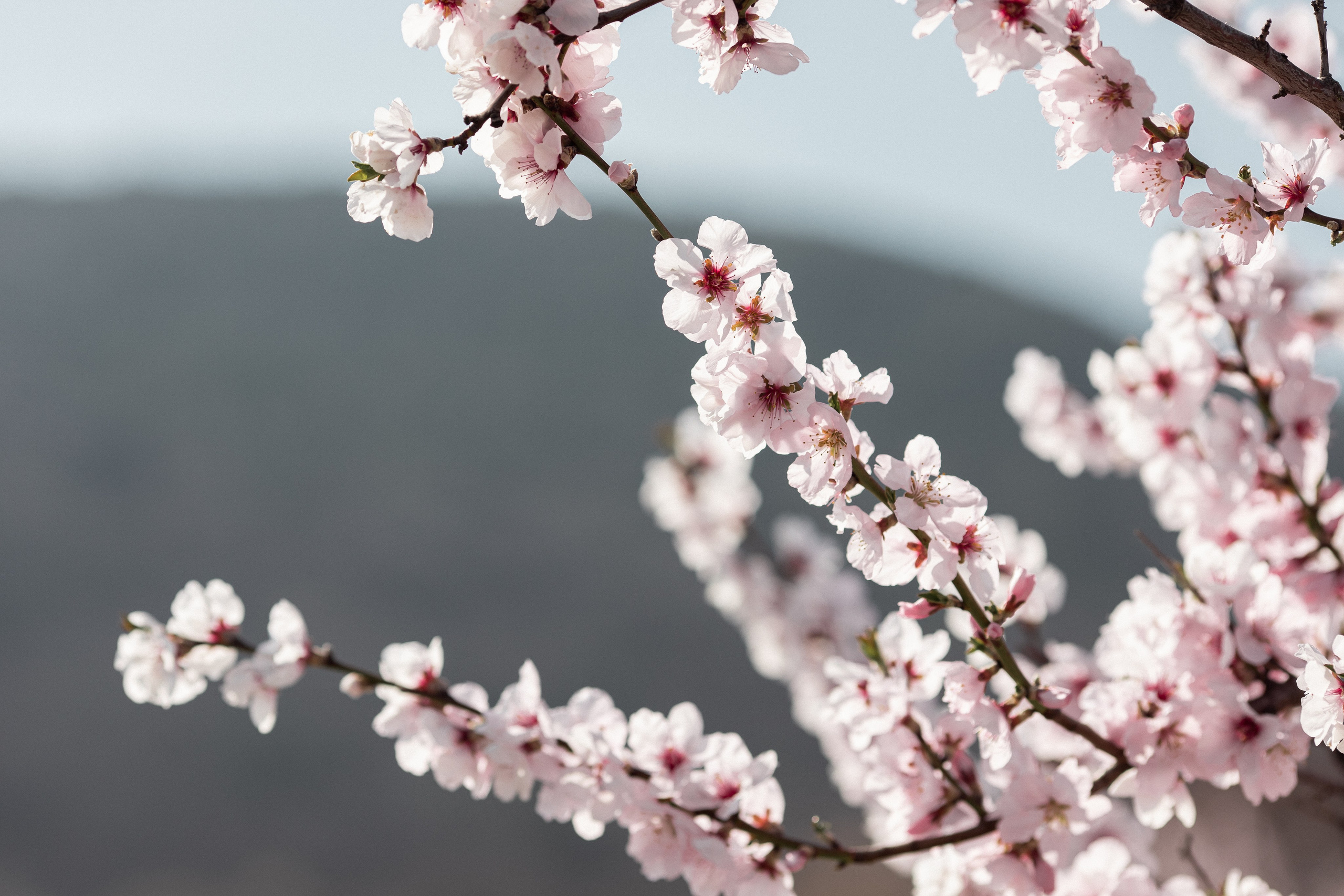 Цветущий миндаль в Пфальце. Фотограф в Германии — Мария Чистякова