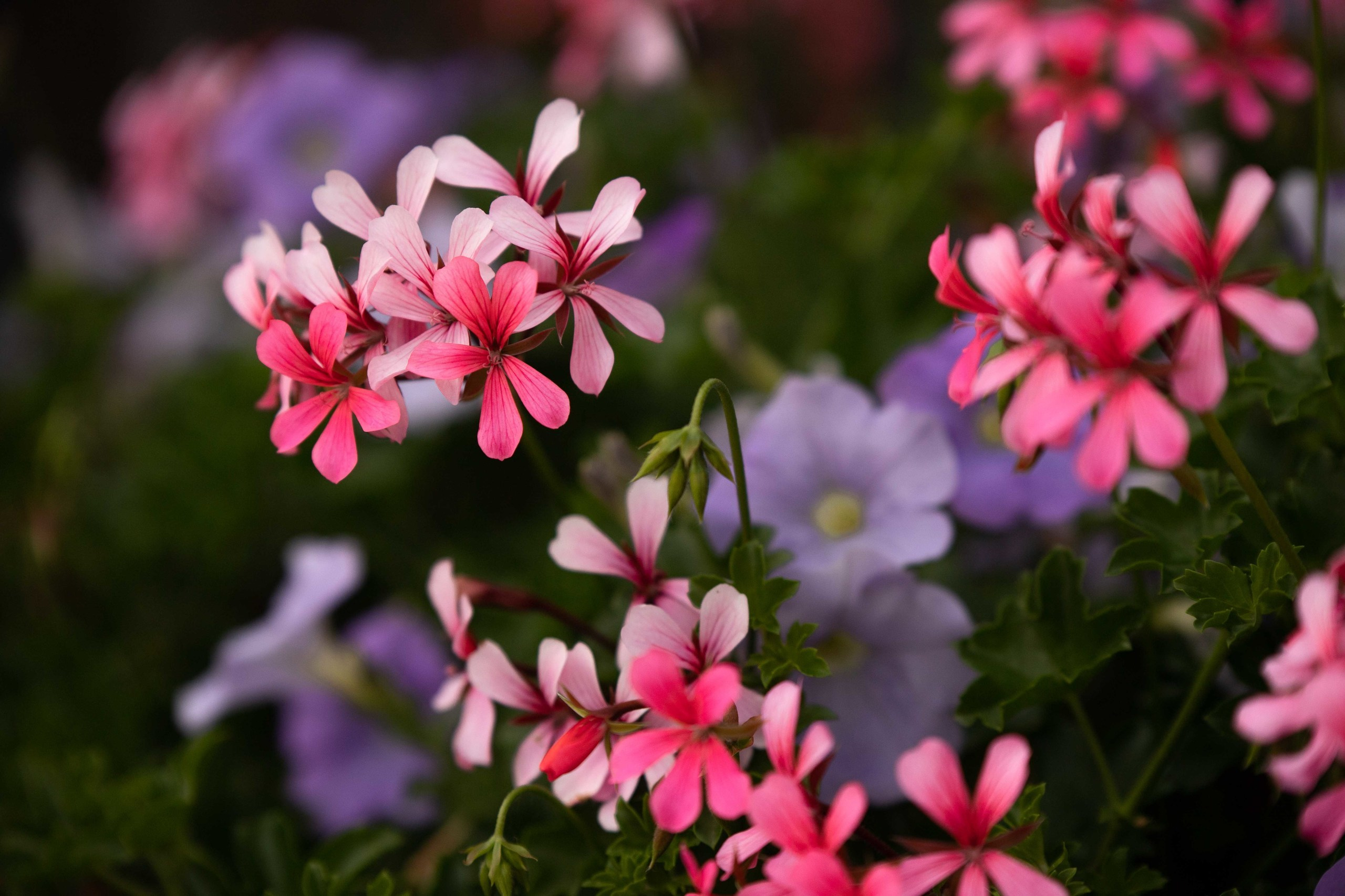 Fulda. Fotograf in Freiburg, Meerim Kaufmann