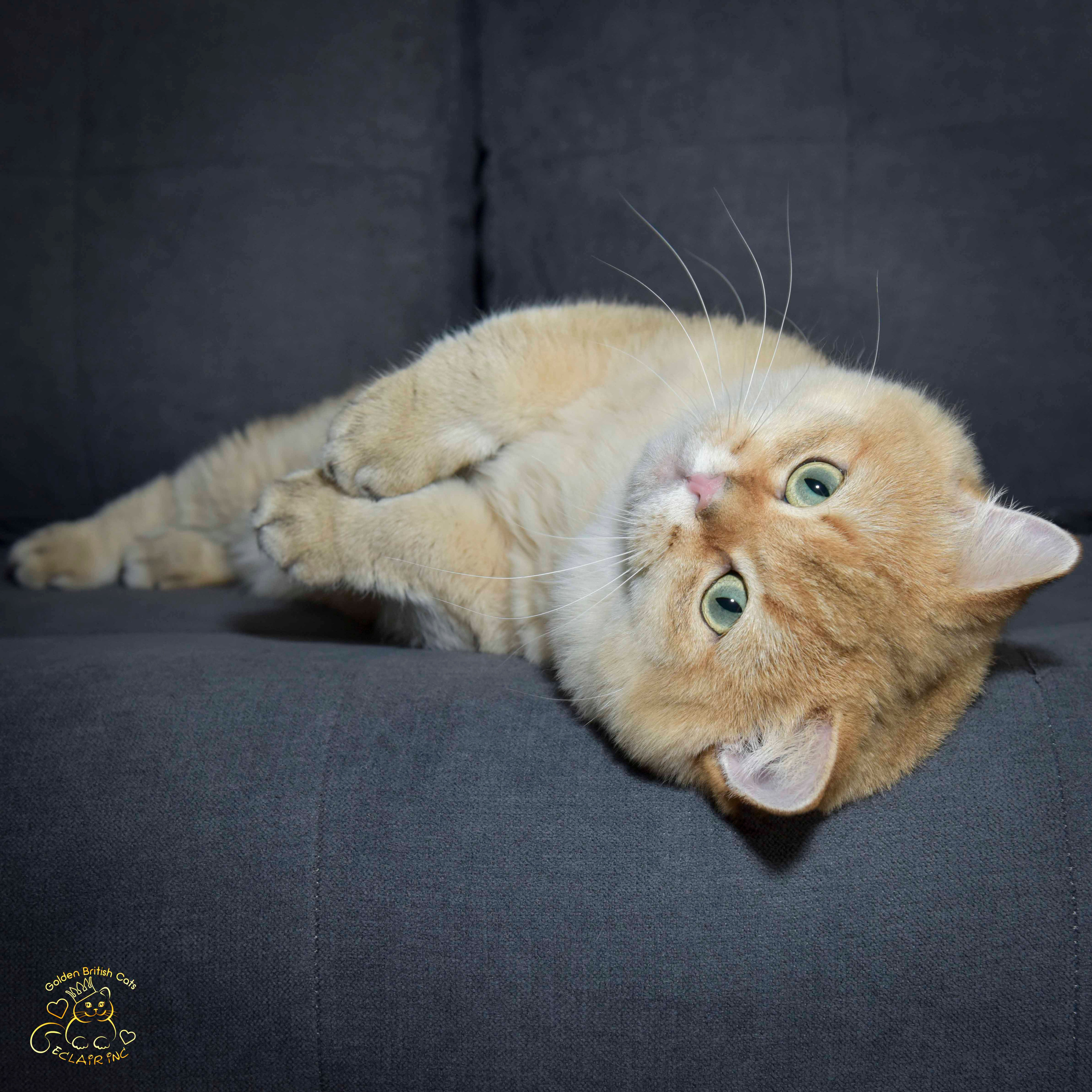 Британская короткошёрстная, золотой британцец, золотая шиншилла, британский кот, питомник британских кошек Москва, питомник британских кошек Лимассол, питомник британских кошек Санкт-Петербург, питомник британских кошек Сочи, британский котёнок цена, британский котёнок купить