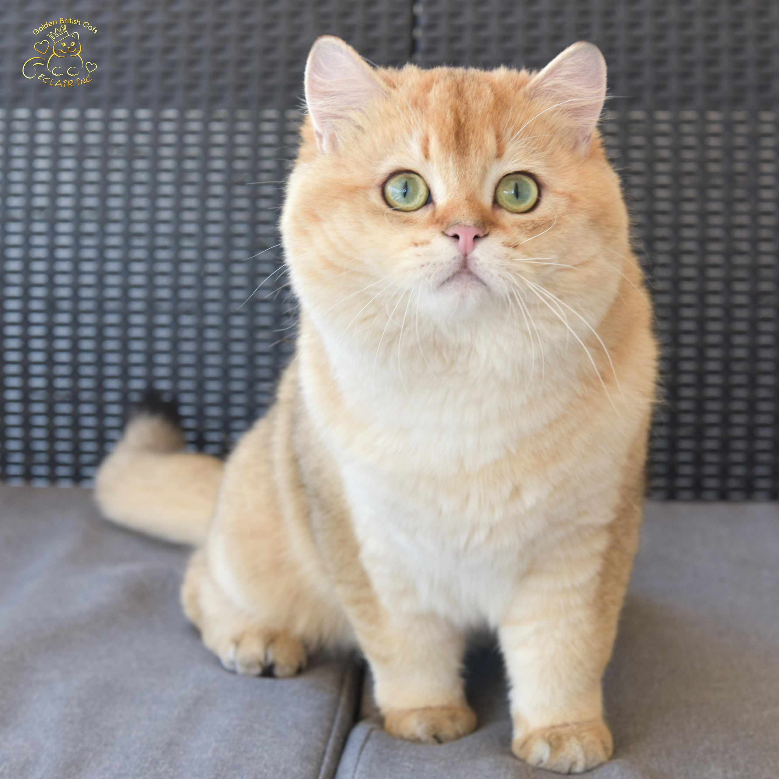 Британская короткошёрстная, золотой британцец, золотая шиншилла, британский кот, питомник британских кошек Москва, питомник британских кошек Лимассол, питомник британских кошек Санкт-Петербург, питомник британских кошек Сочи, британский котёнок цена, британский котёнок купить