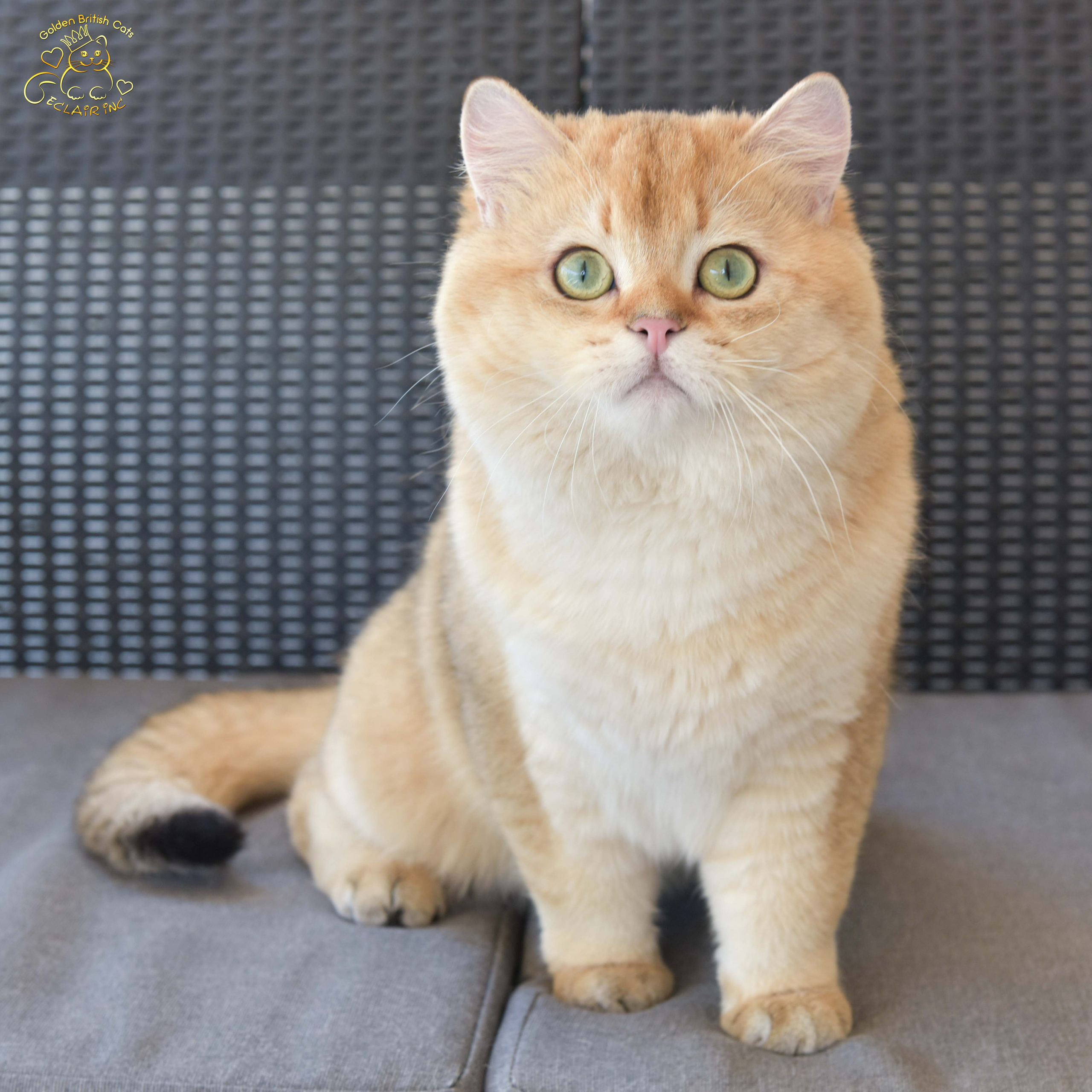 Британская короткошёрстная, золотой британцец, золотая шиншилла, британский кот, питомник британских кошек Москва, питомник британских кошек Лимассол, питомник британских кошек Санкт-Петербург, питомник британских кошек Сочи, британский котёнок цена, британский котёнок купить