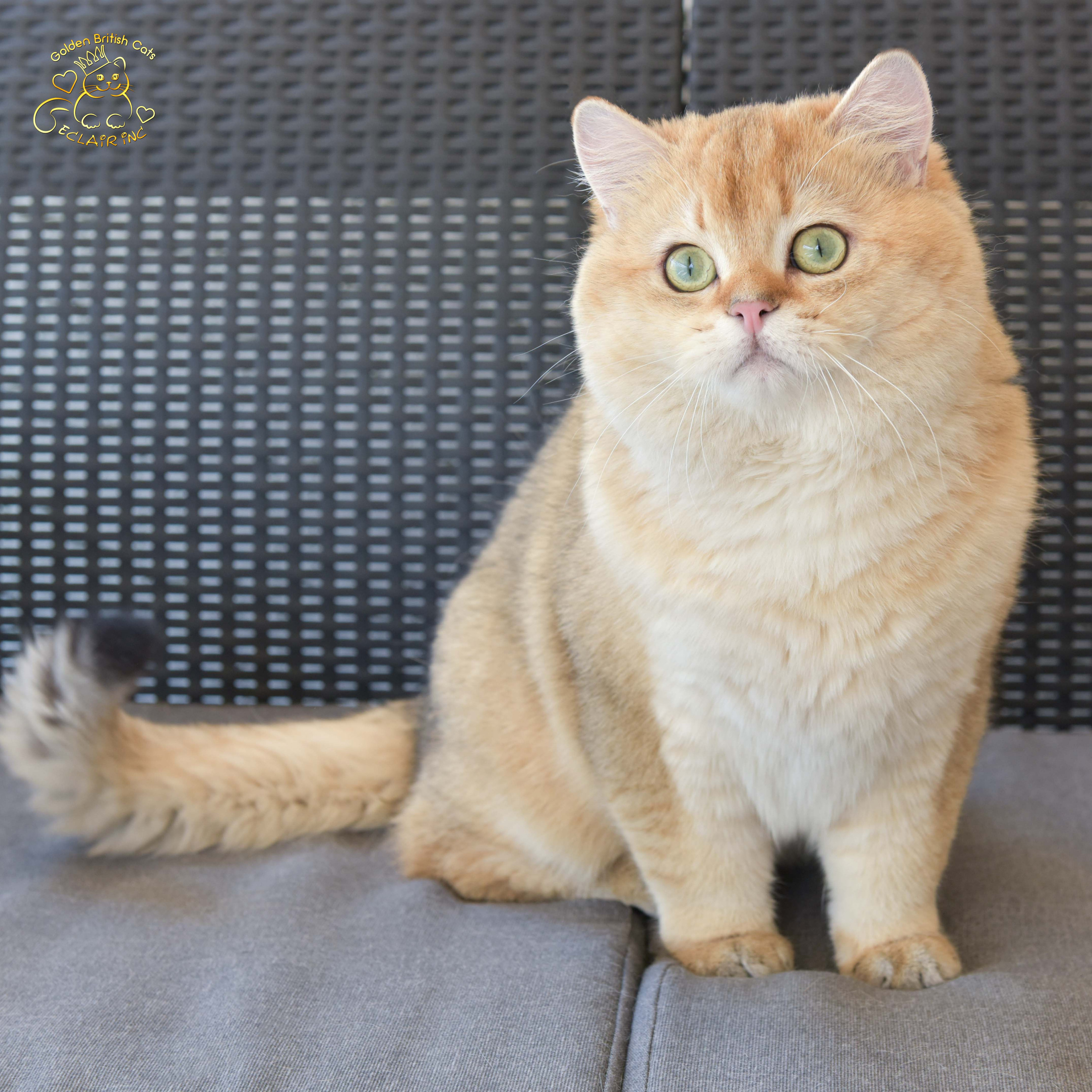 британские кошки, британские золотые кошки, британские золотые шиншиллы, питомник британских кошек, питомник золотых шиншилл, купить британскую кошку, питомник британских шиншилл в Греции, Питомник британских золотых шиншилл, британские кошки, питомник британских кошек, питомник золотых шиншилл, питомник золотых британцев, британская кошка Москва, британская золотая шиншилла Лимассол, питомник британских кошек Москва, питомник  британских кошек Ростов, британских кошек Сочи, питомник британских кошек Екатеринбург