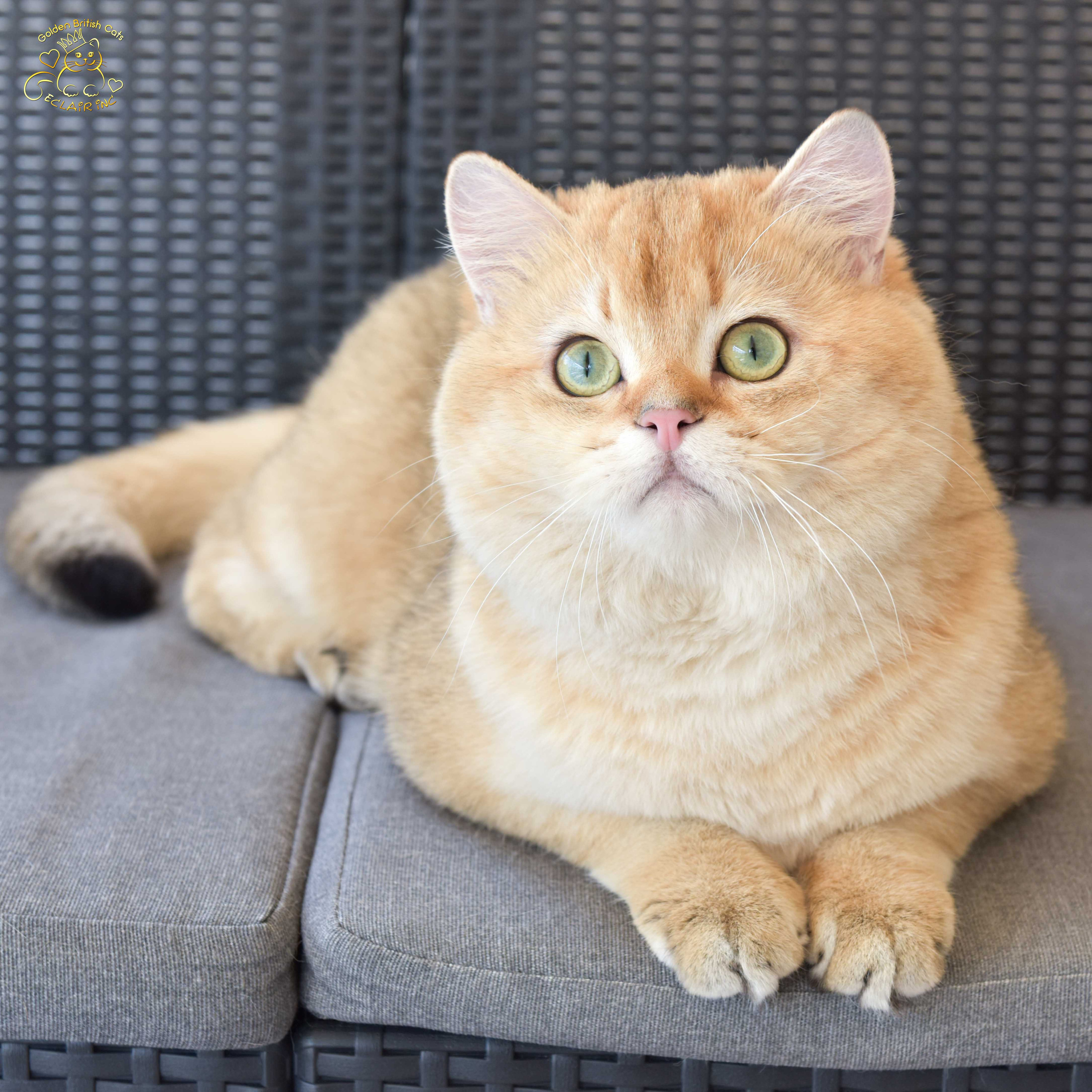 Британская короткошёрстная, золотой британцец, золотая шиншилла, британский кот, питомник британских кошек Москва, питомник британских кошек Лимассол, питомник британских кошек Санкт-Петербург, питомник британских кошек Сочи, британский котёнок цена, британский котёнок купить