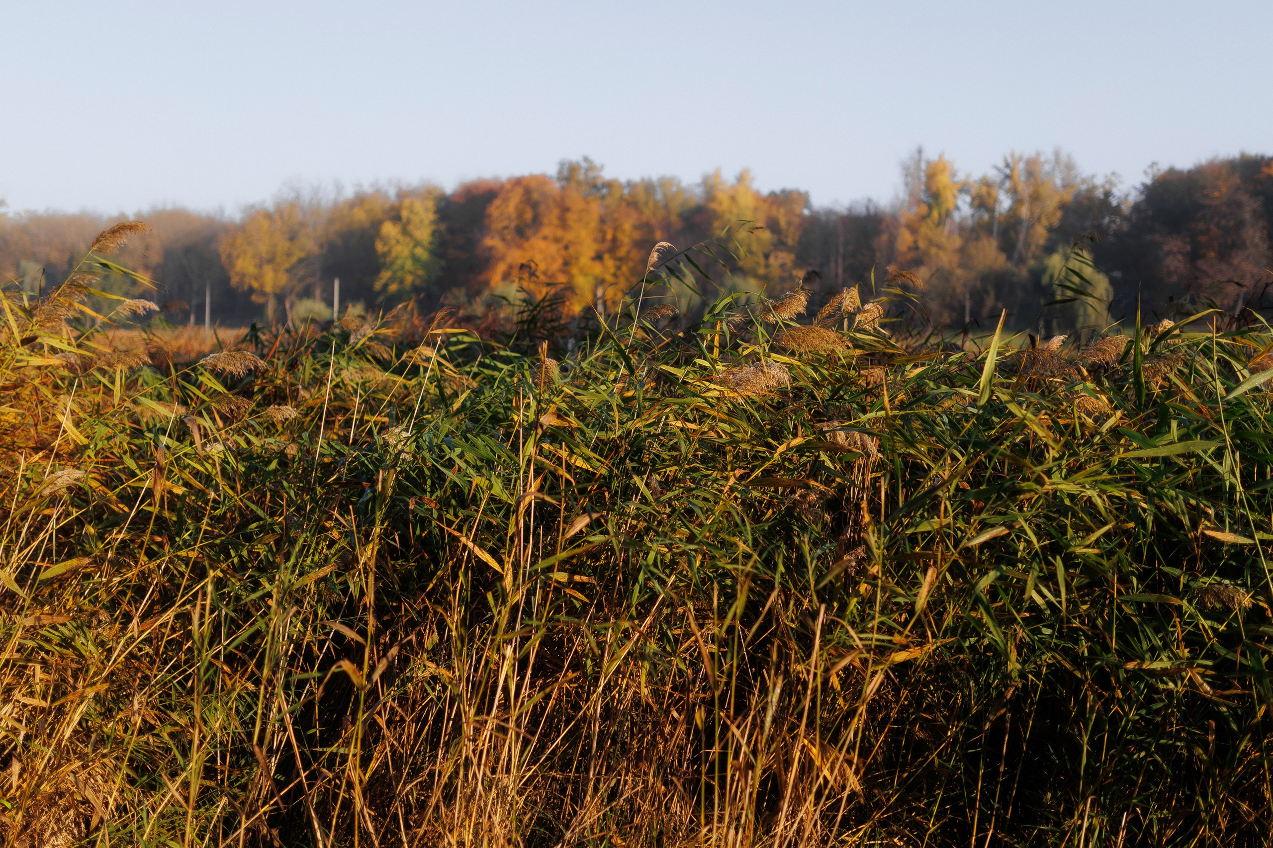 MARIANA — AUTUMN TIME. Fulga Photographer