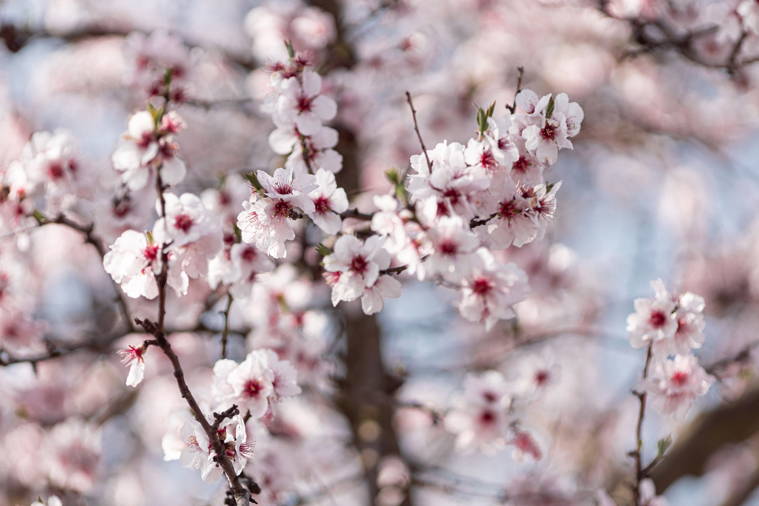 Цветущий миндаль в Пфальце. Фотограф в Германии — Мария Чистякова