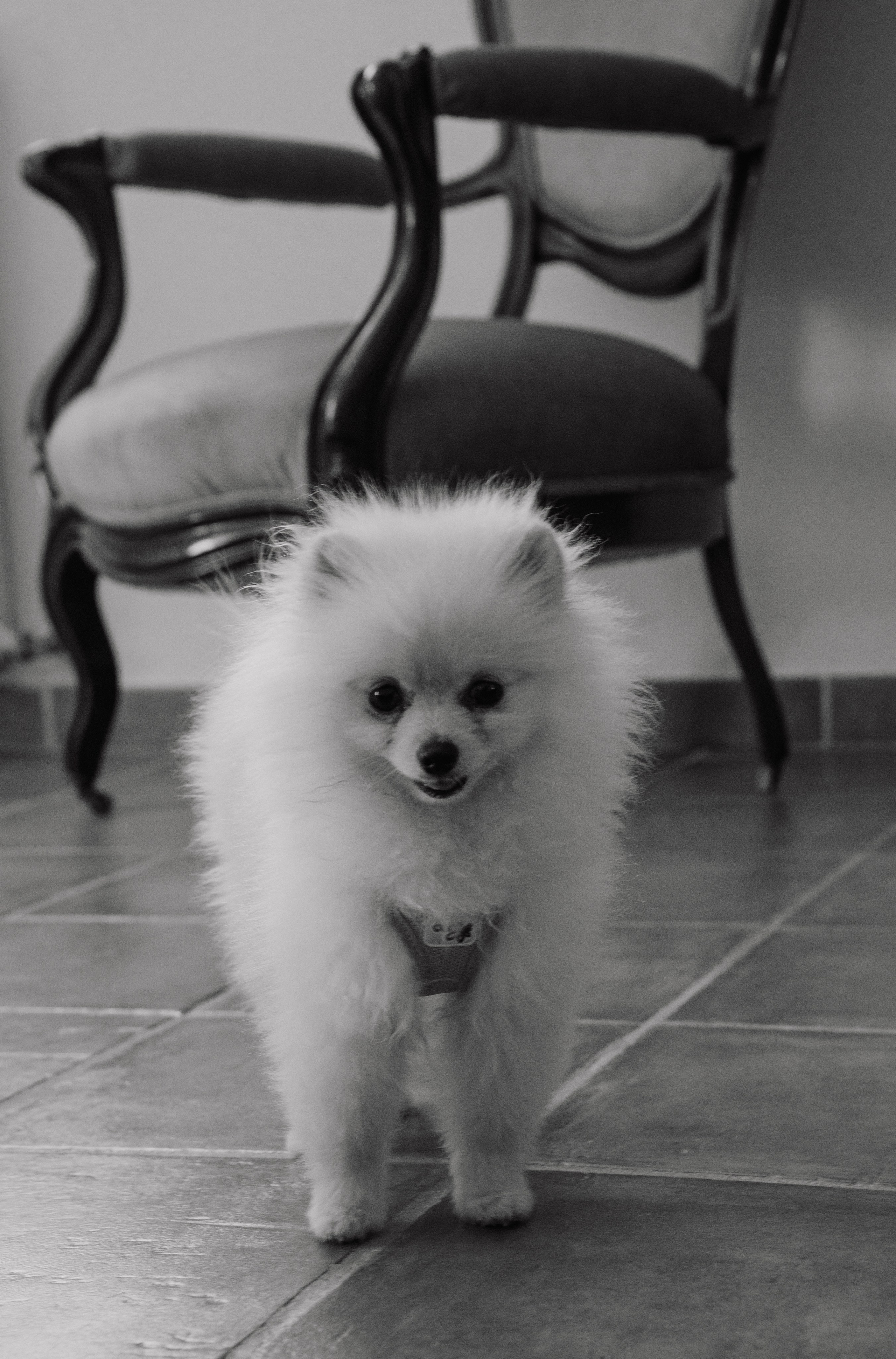 J & P Mallorca, Villa Sacasabona. Hochzeitsfotograf für Moers, Niederrhein, Düsseldorf, NRW und Deutschland