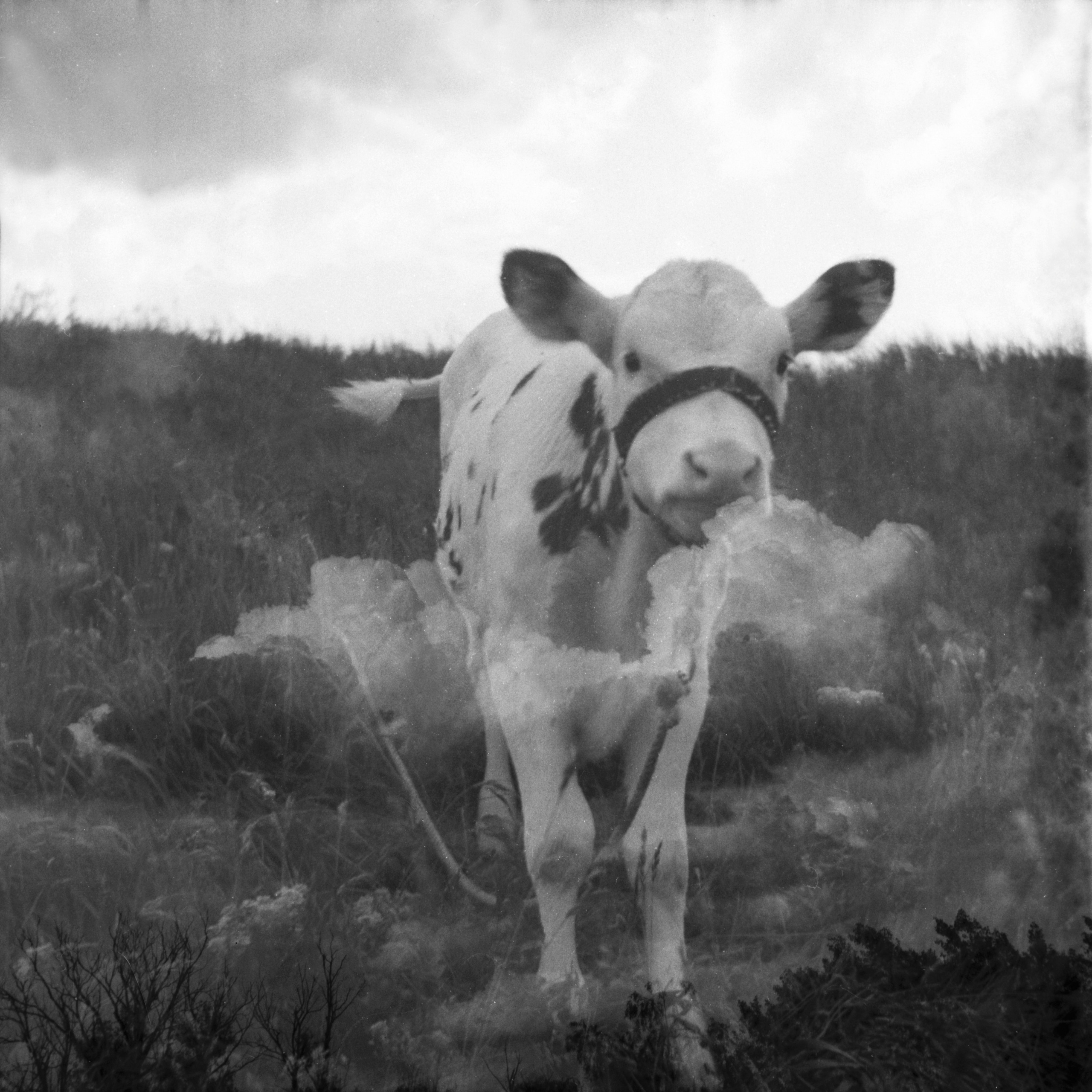 Tender Infinite Souls. Natalia Parfenova visual artist film photographer