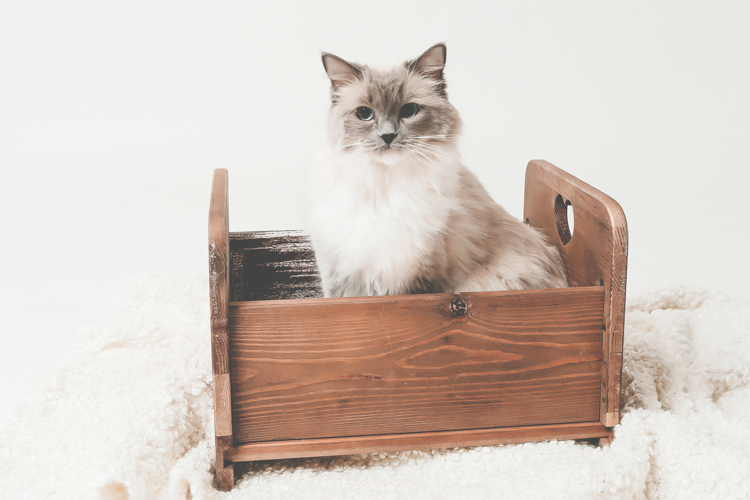 Lemmikit. Senjakulmala.fi