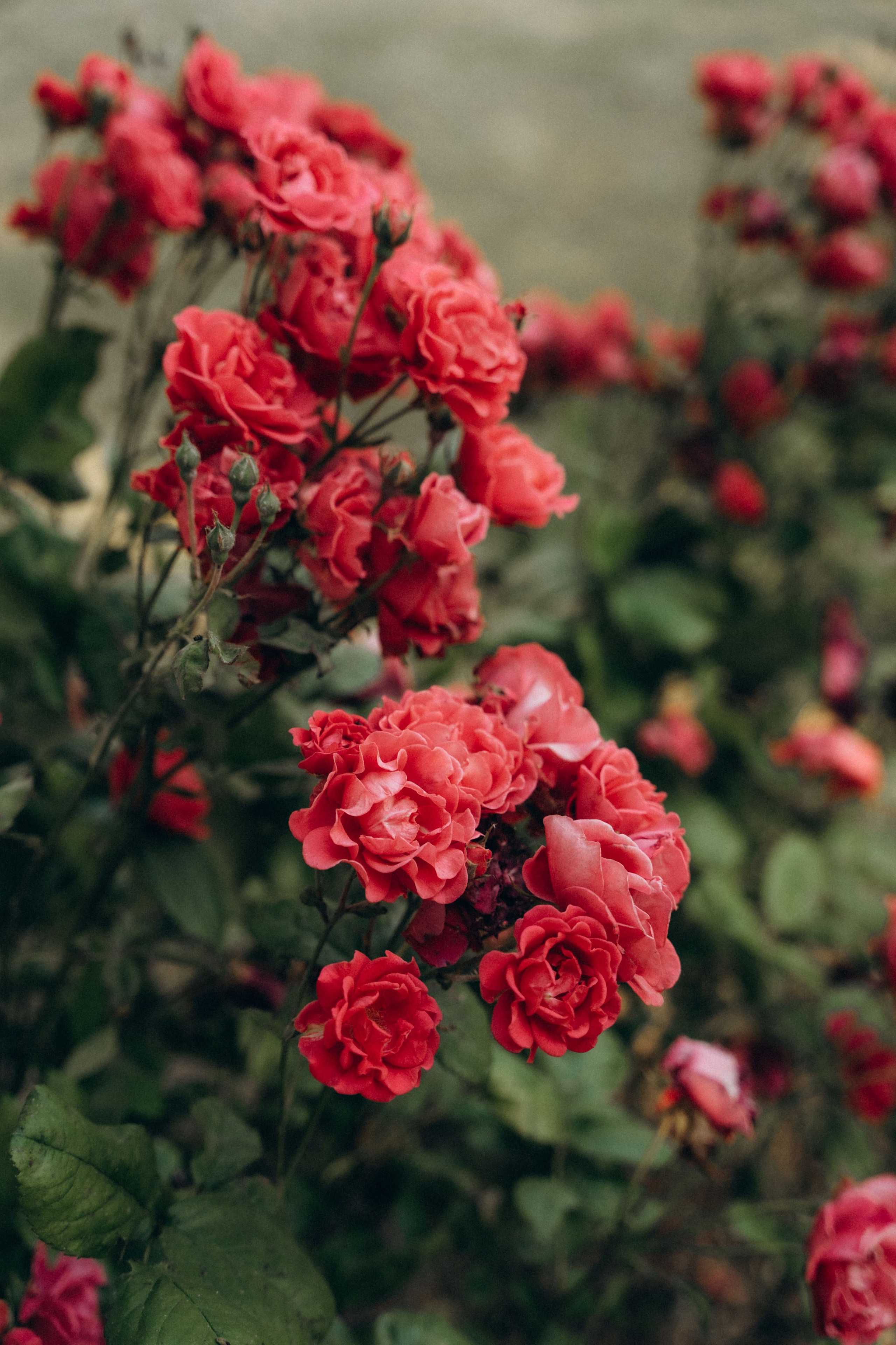 Wedding in Belgie. Little Birdie – Jouw familie- en huwelijksfotograaf in België en daarbuiten