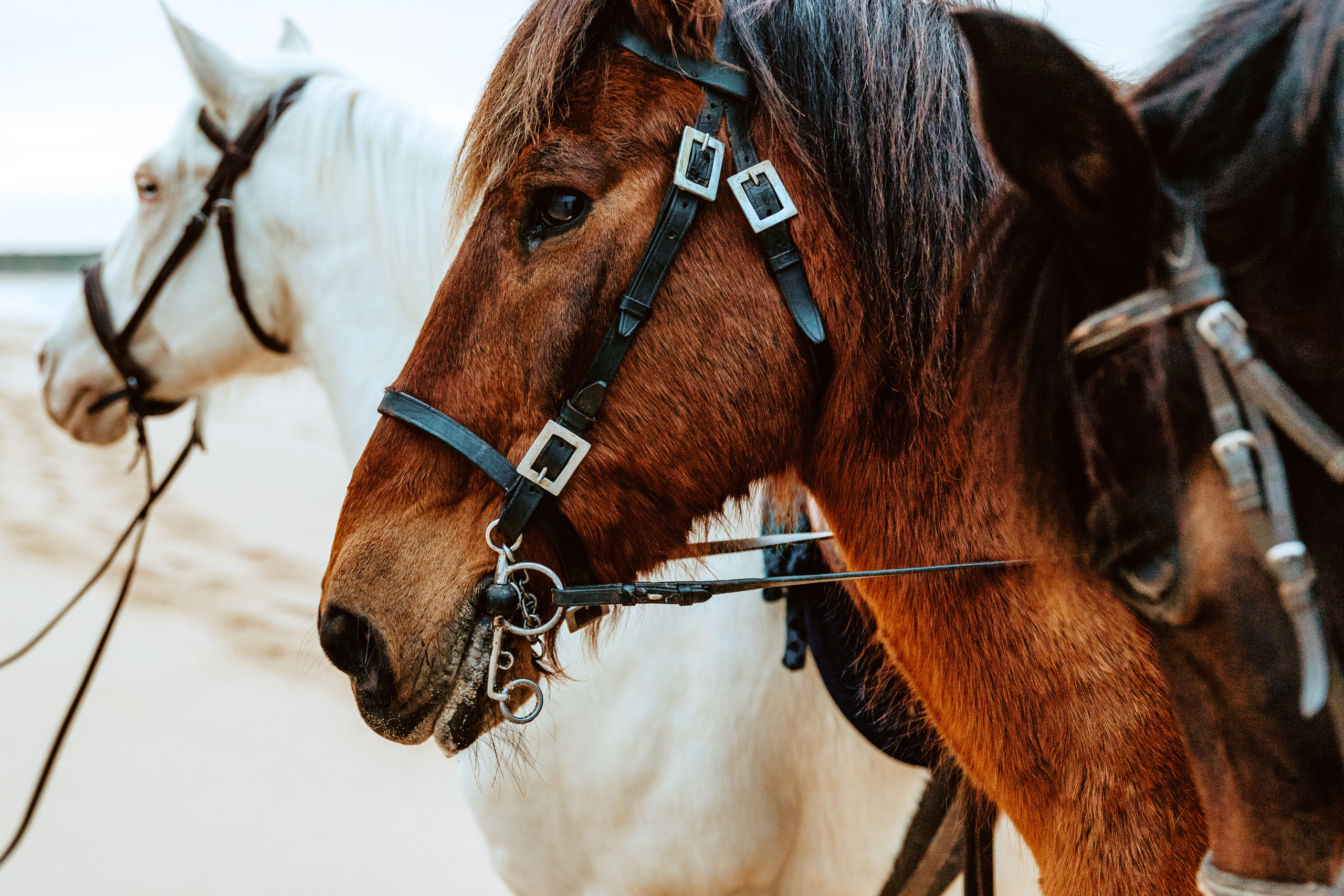 De Portugal para a Índia para casar. Luxury Wedding Photography & Cinematic Films | Portugal & Destination Weddings | Ricardo & Mary Pictures