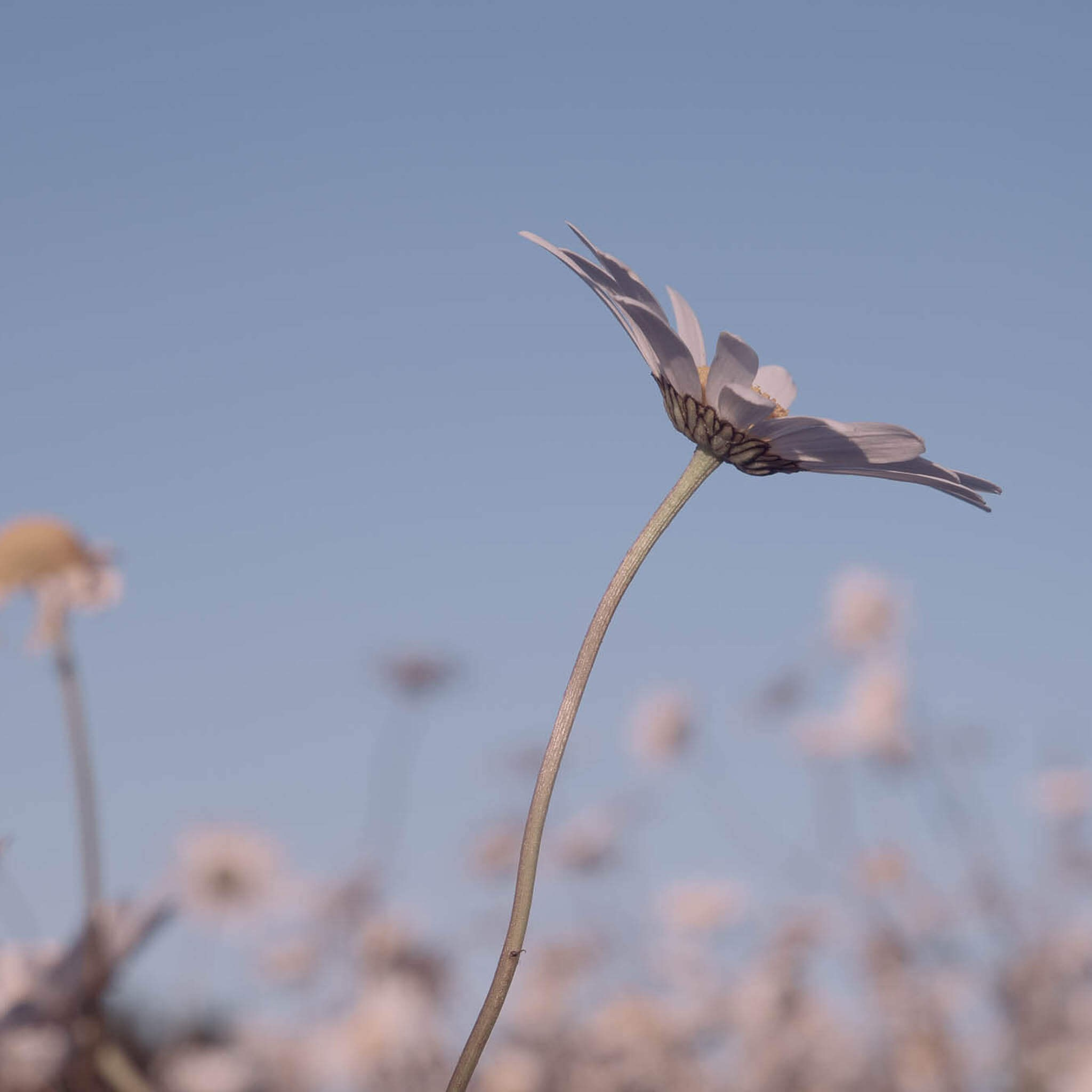 DAISIES. Natalja Poplavska — Visual artist, Photographer, East Sussex, London