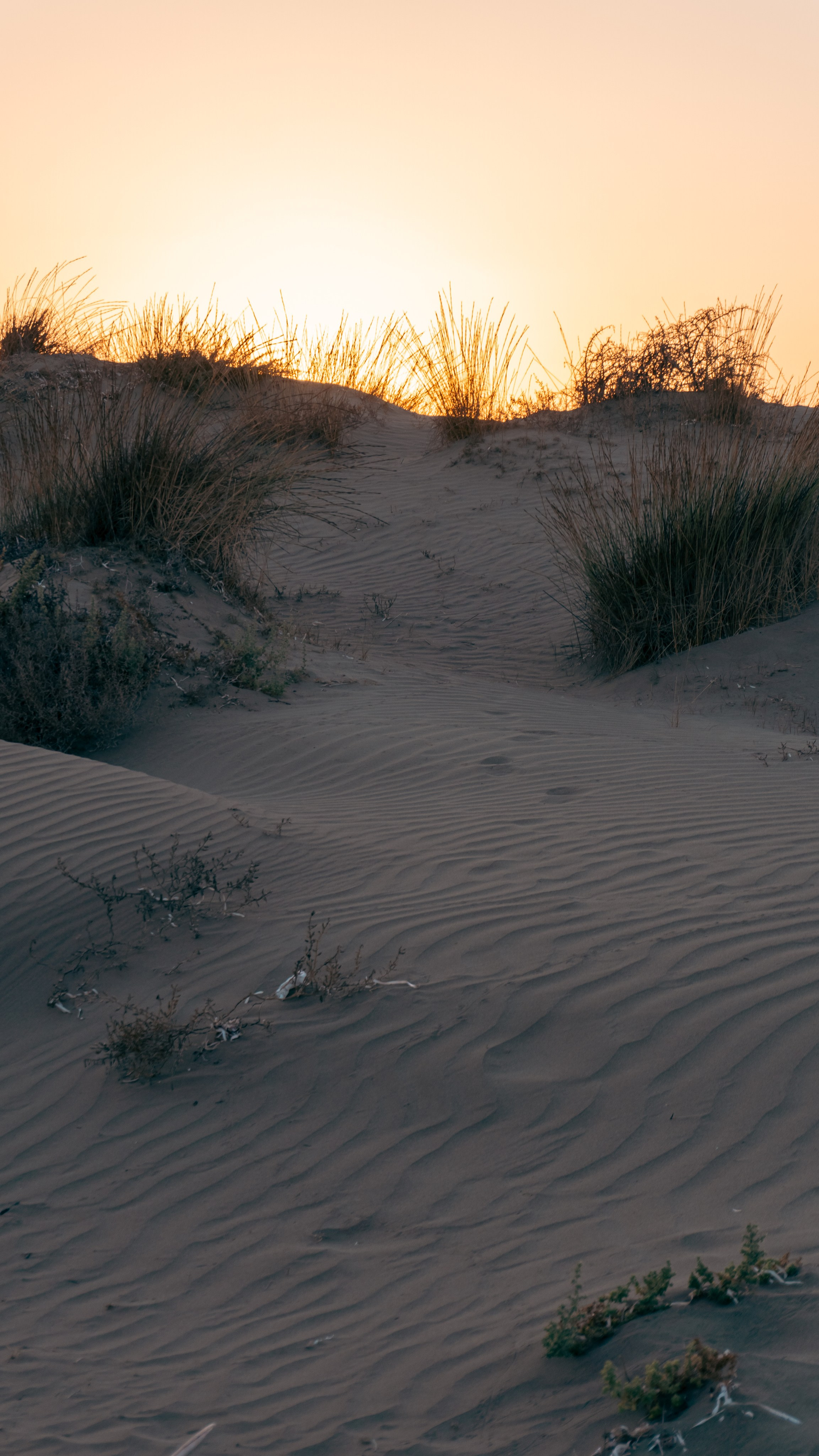 Pasha In The Desert Of Cyprus. Main
