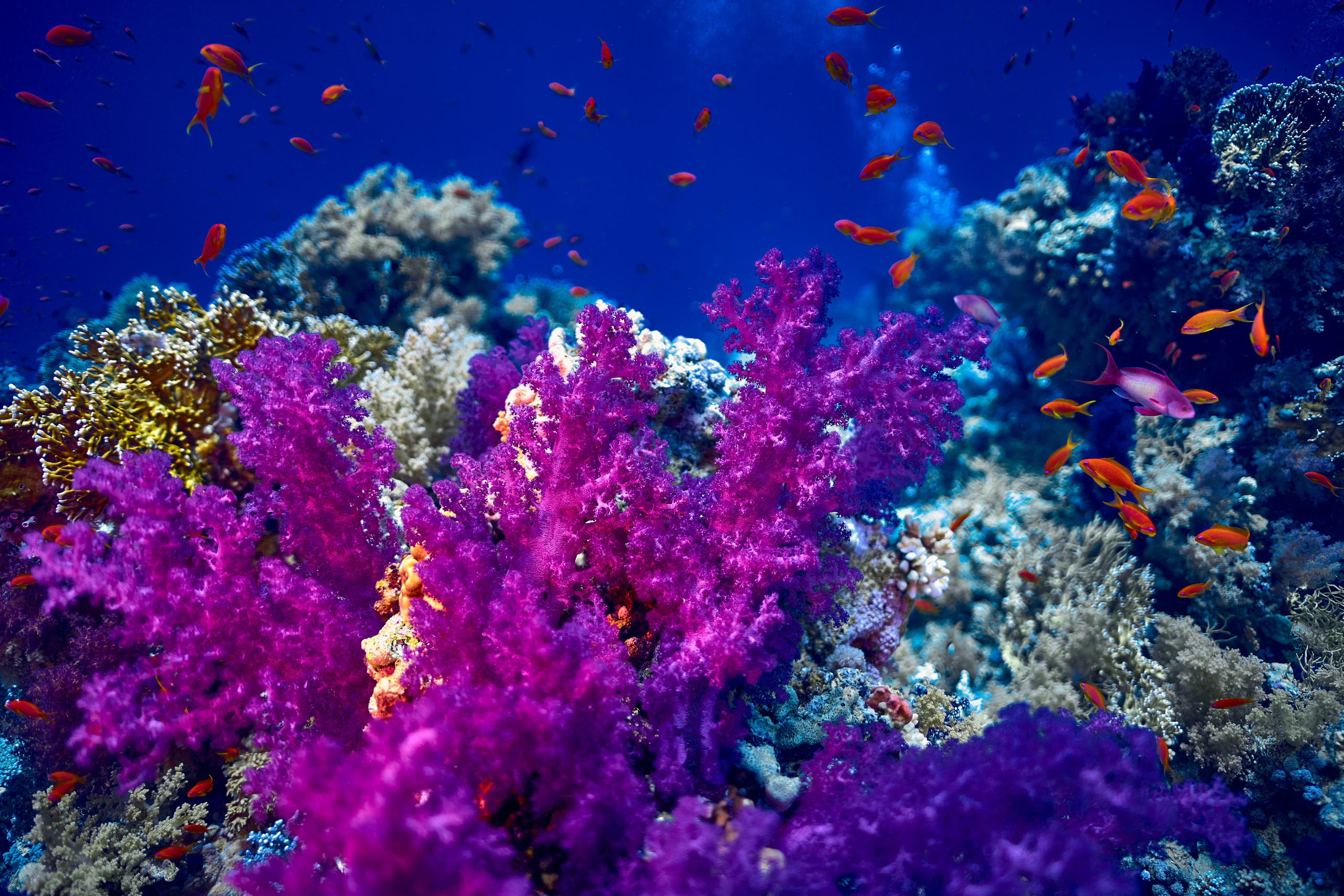 Fotograf podwodny Andriej Szypiłow - Fauna i flora Czerwonego i Adriatyckiego Mórz. Andriej Szypilow - Fotografia & Wideografia
