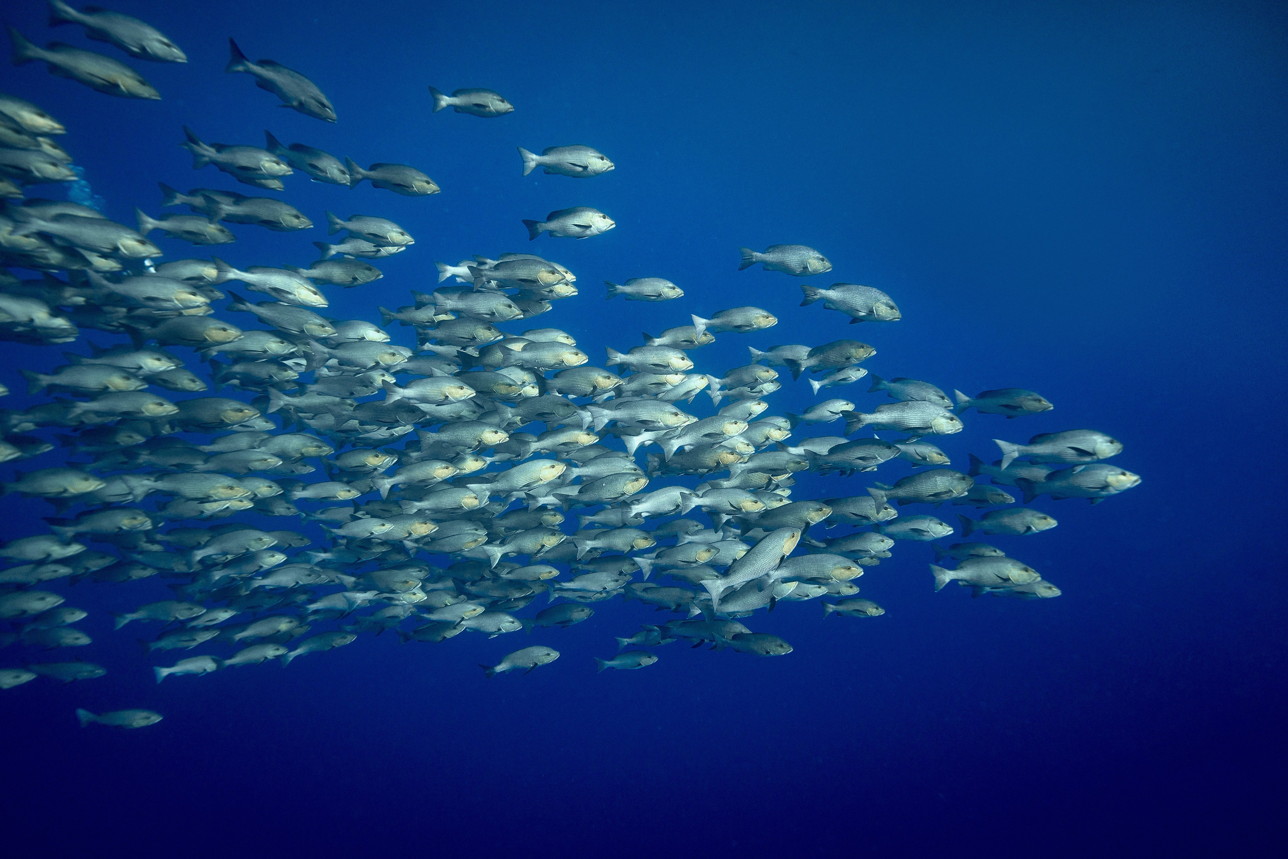 Fotograf podwodny Andriej Szypiłow - Fauna i flora Czerwonego i Adriatyckiego Mórz. Andriej Szypilow - Fotografia & Wideografia