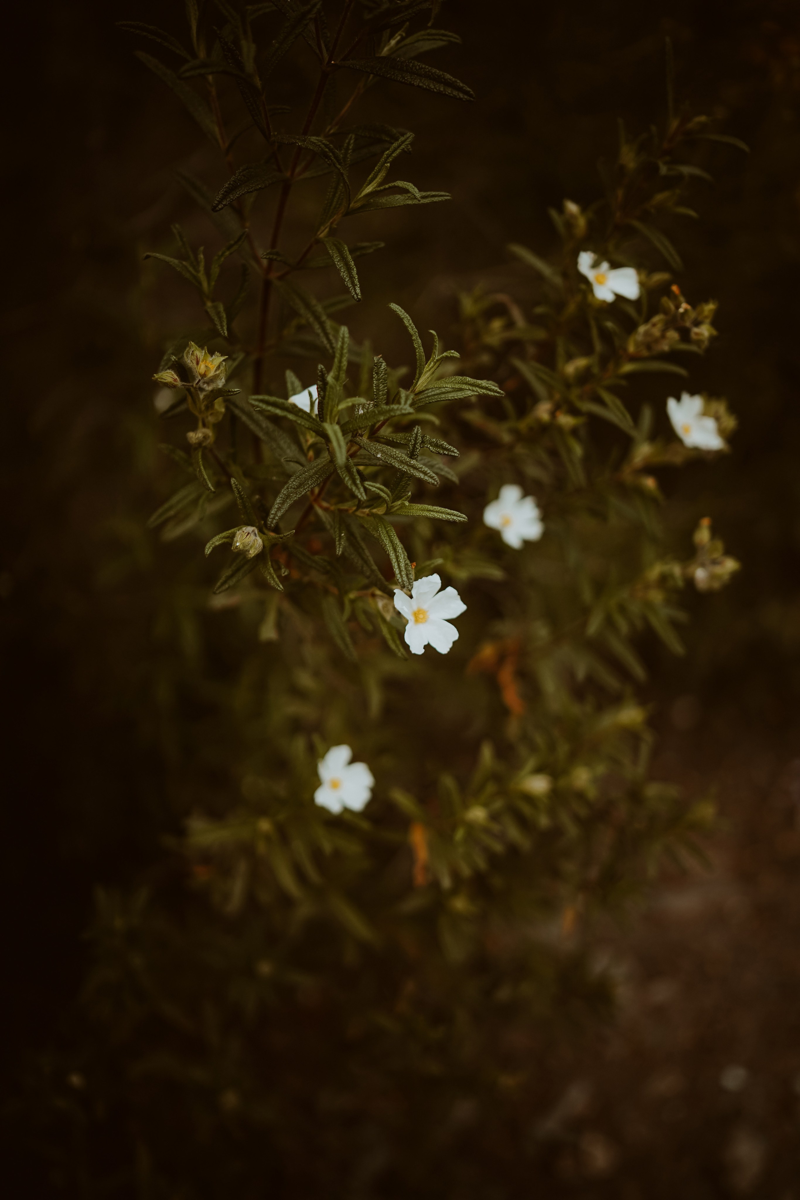 Massif du Cap-Sicié: plages de St.Selon, Jonquet, Boeuf. Photographe à la Seyne sur Mer, Var