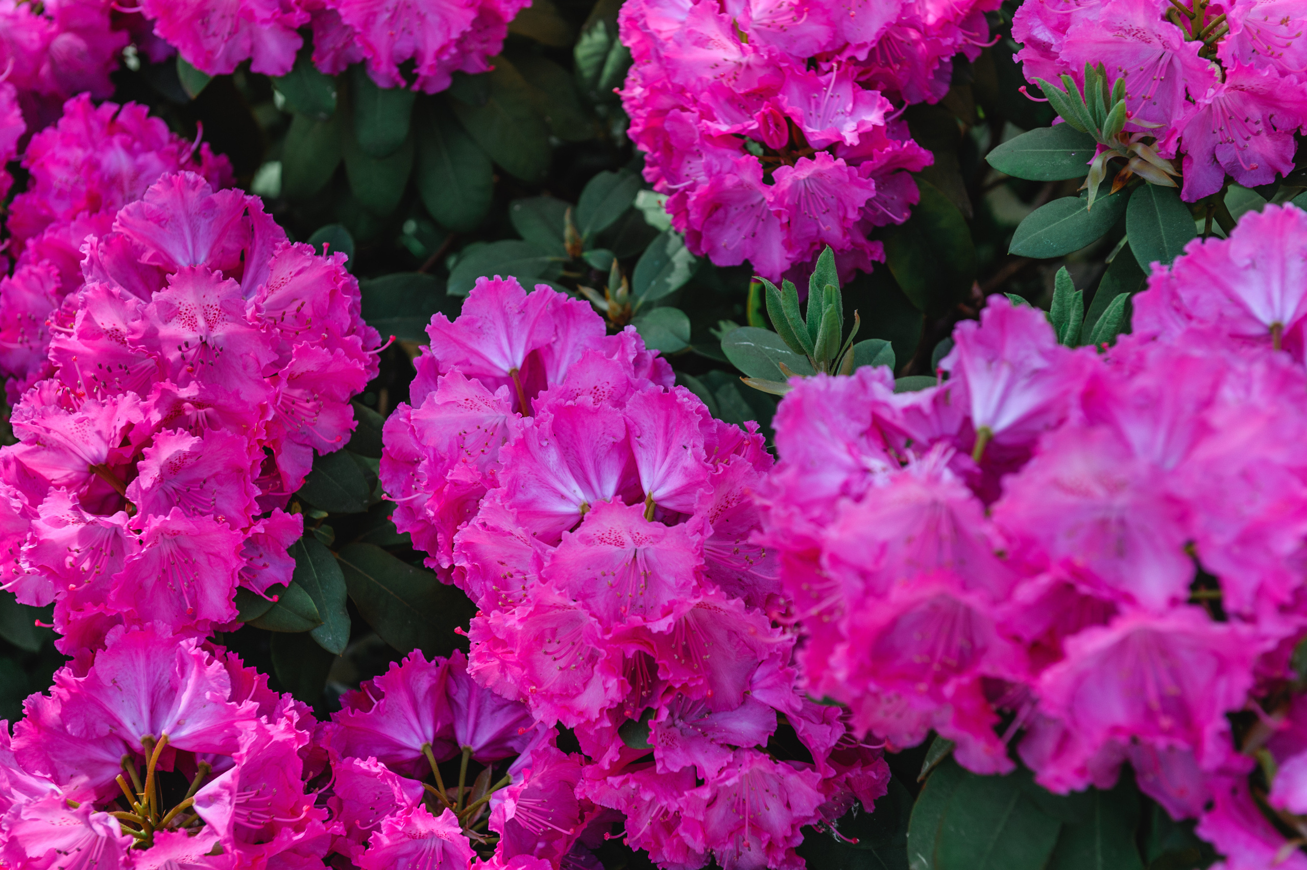 Цветы в парке Королевские Лазенках в Варшаве