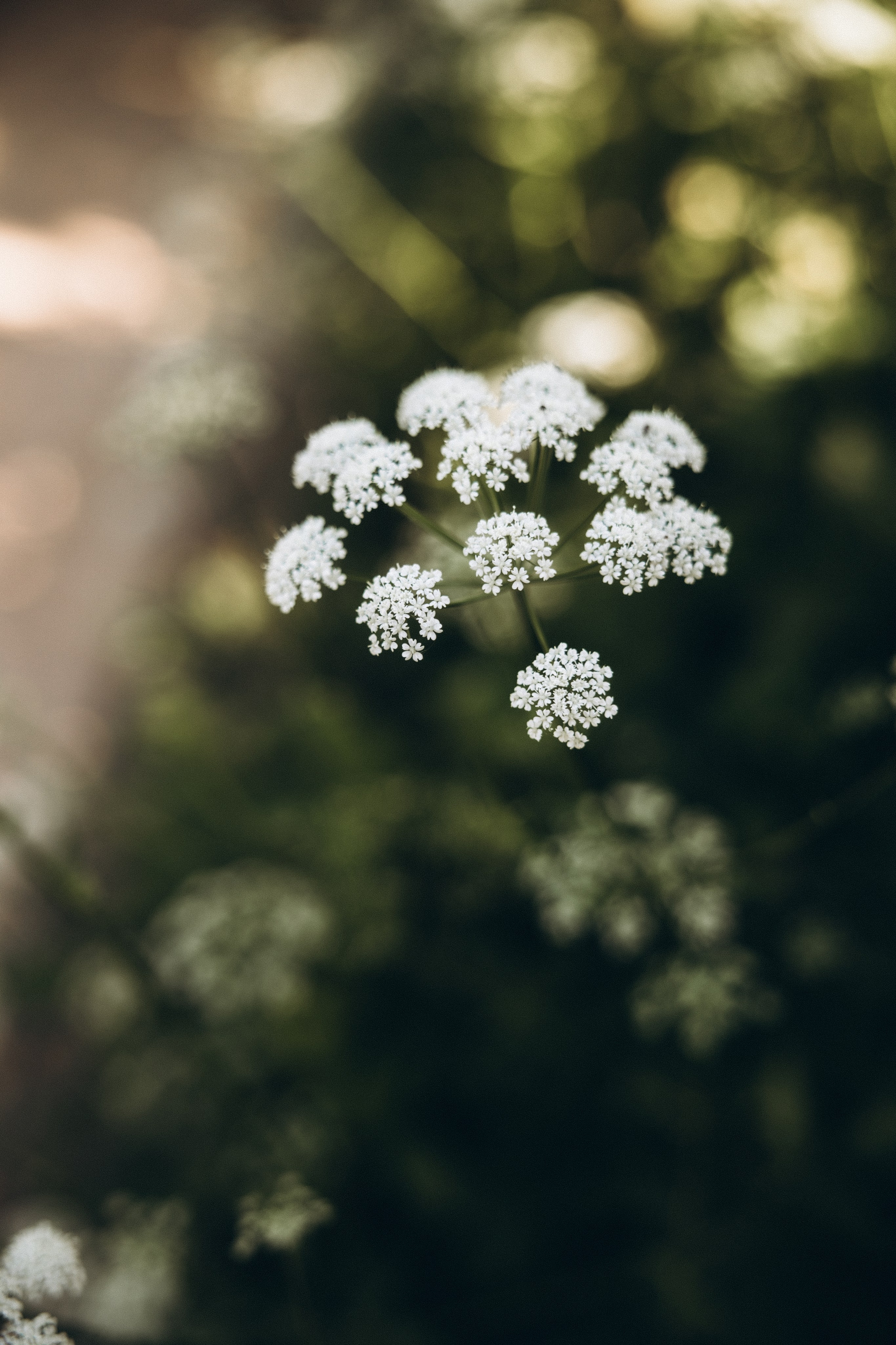 Mother-daughter photoshoot at Jardin Japonais de Toulouse. Eugénie Smirnova — Photographe à Toulouse et dans le Sud-Ouest