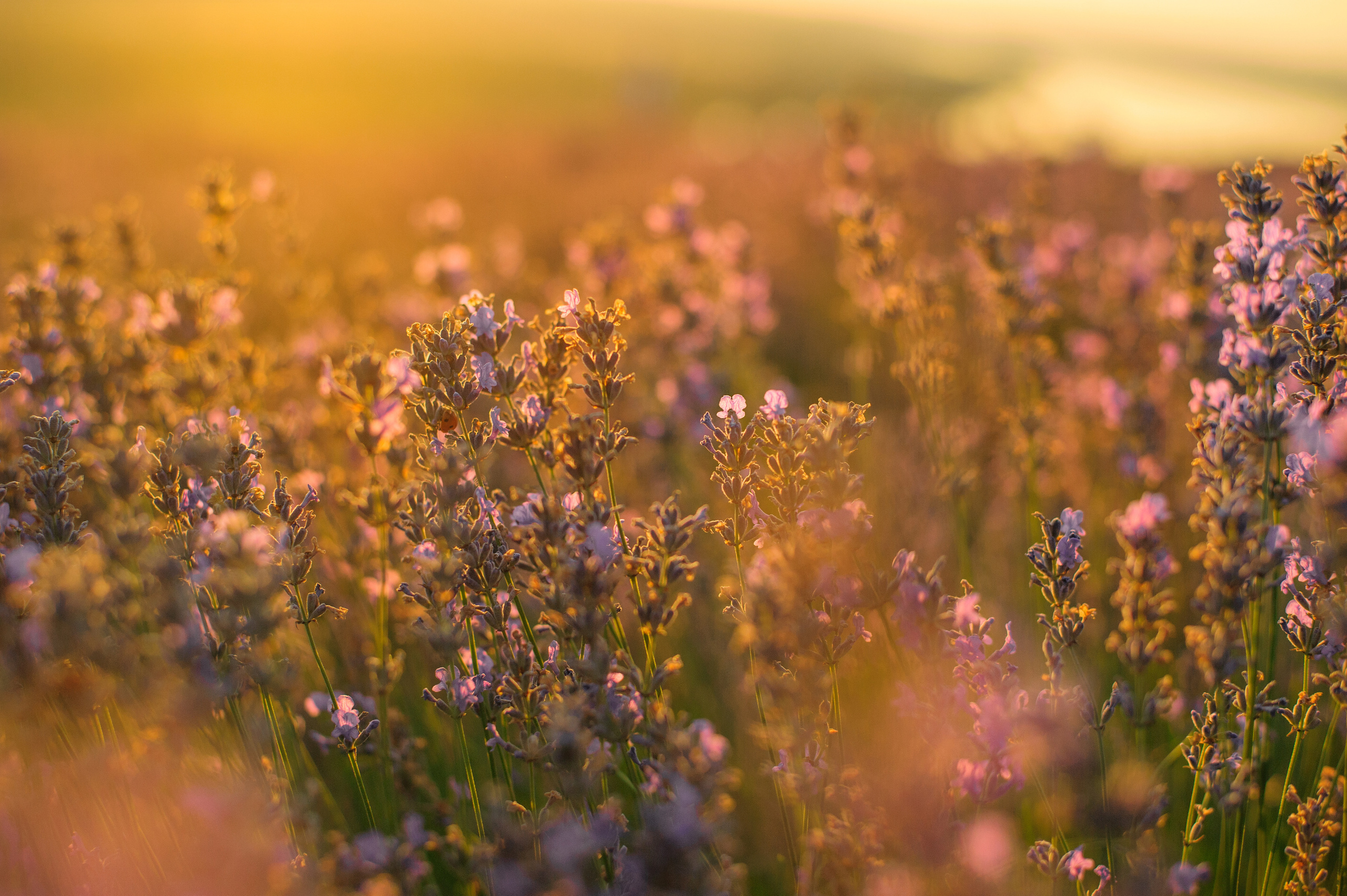 Евгения и Александр и Ко. Семейный и детский фотограф/ репортаж в ПМР Наталия Филимонова