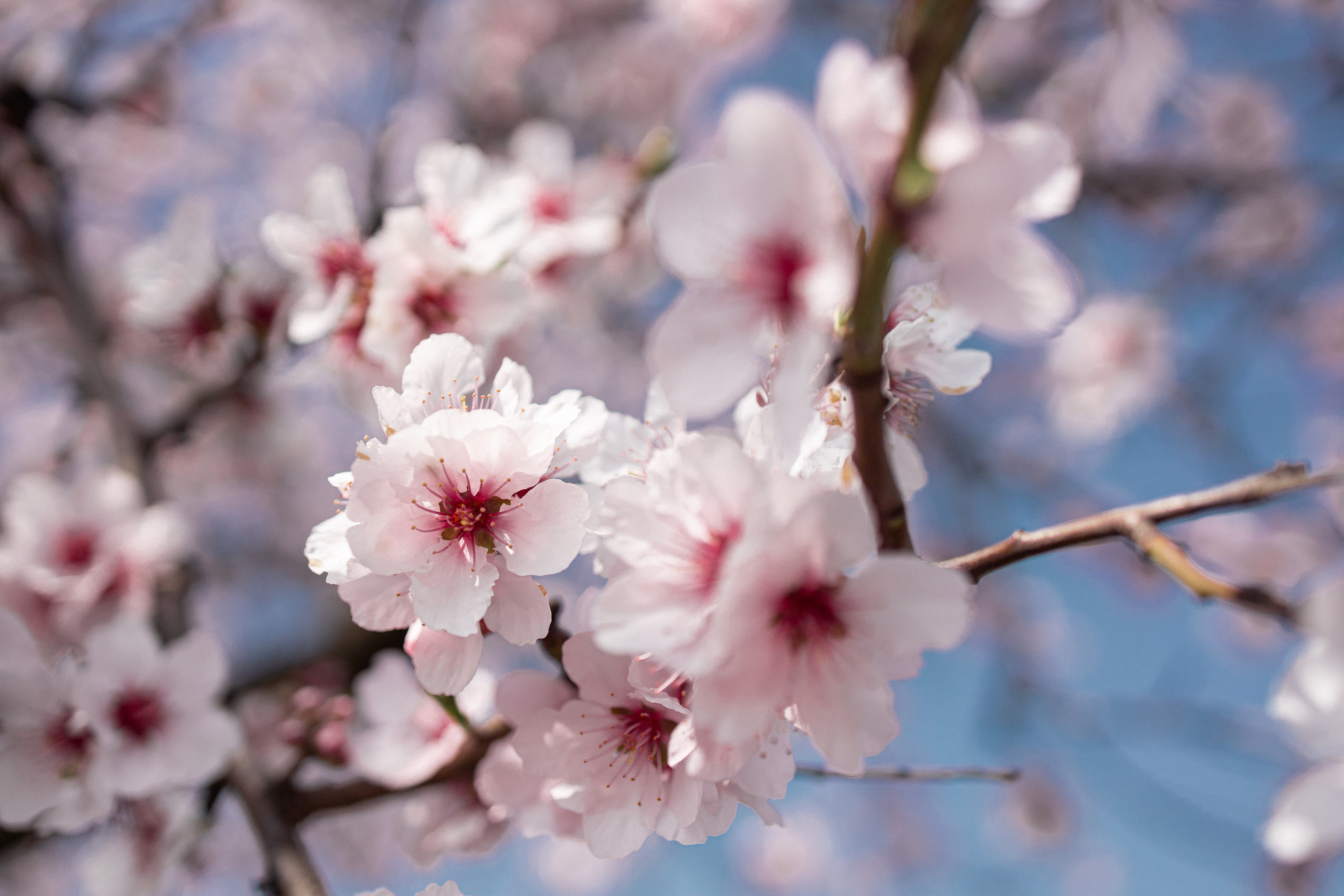 Цветущий миндаль в Пфальце. Фотограф в Германии — Мария Чистякова