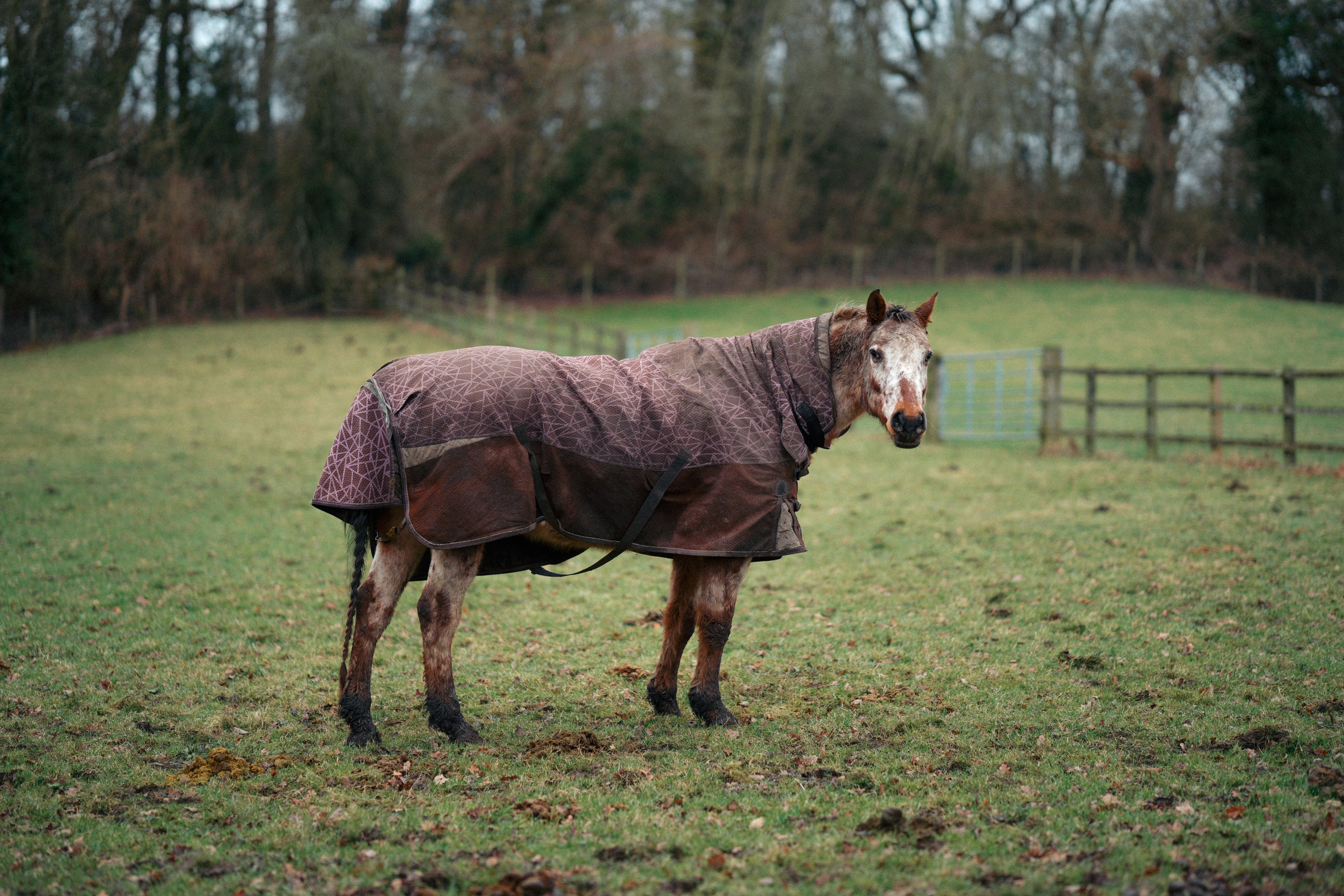 Ewa. Creative Family, Brand, Boudoir and Wedding Photographer in Solihull & Birmingham Irina Zoteeva