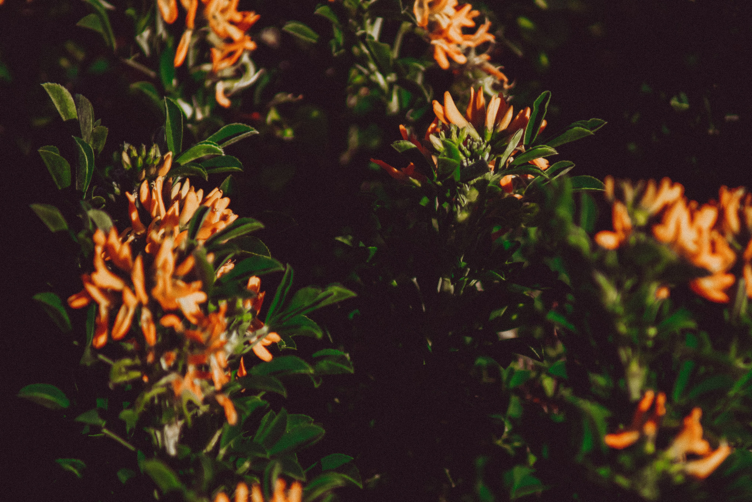 La Coudoulière, Saint Mandrier. Photographe à la Seyne sur Mer, Var