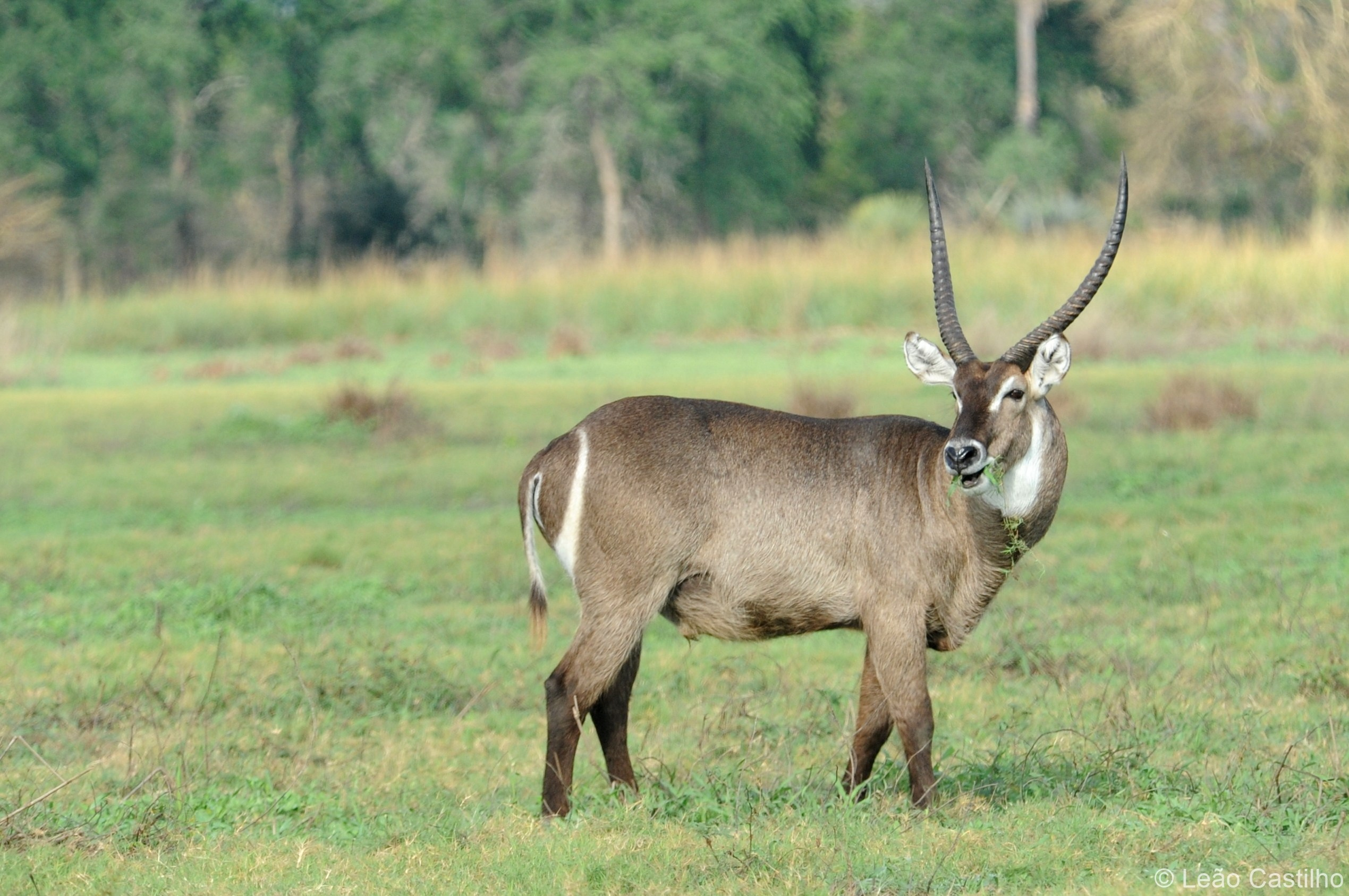 Photos of animals. Simbahalu