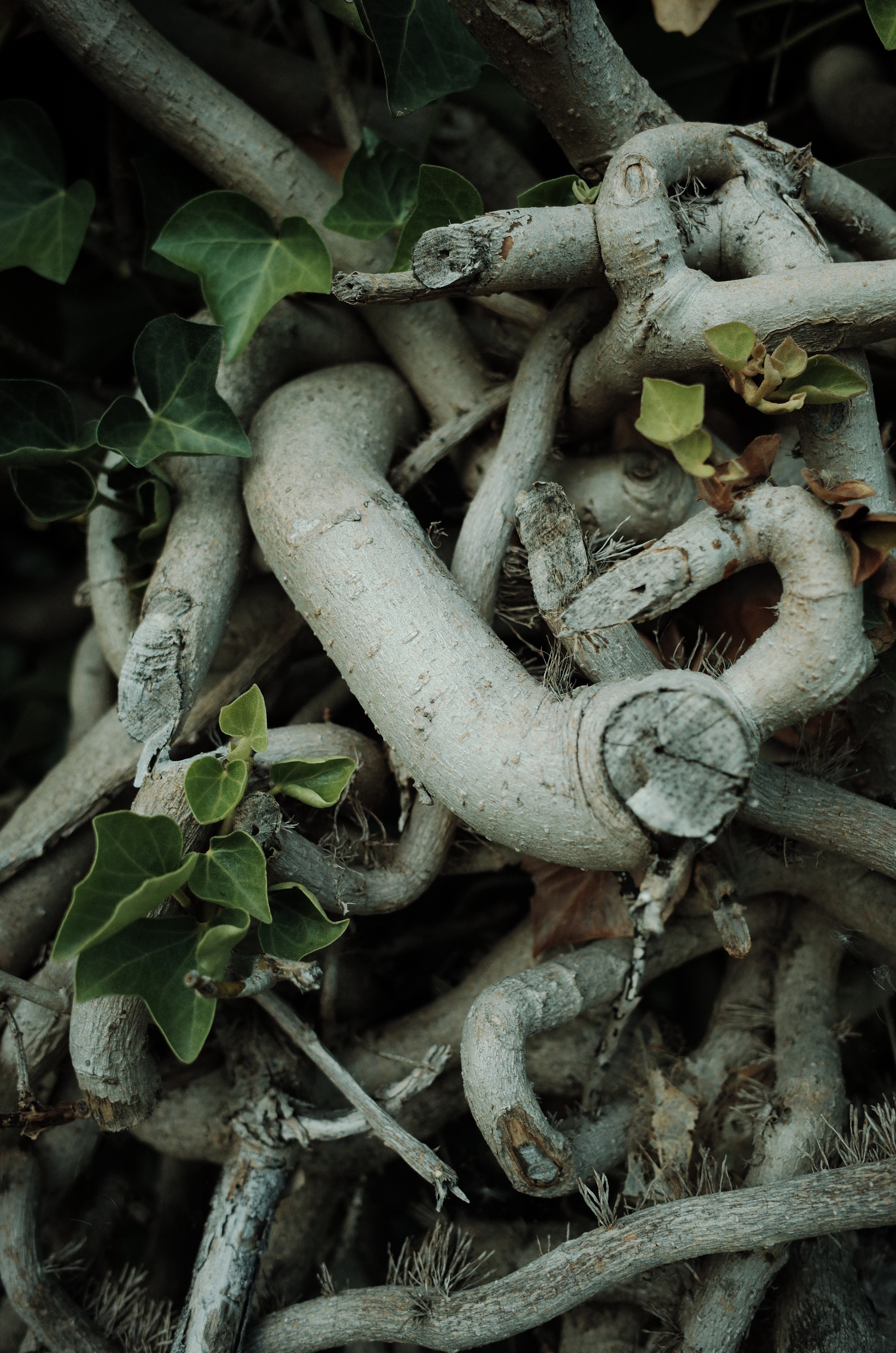 Angry walk of not belonging. Victoria Dini. Art photography in London / Folkestone, UK