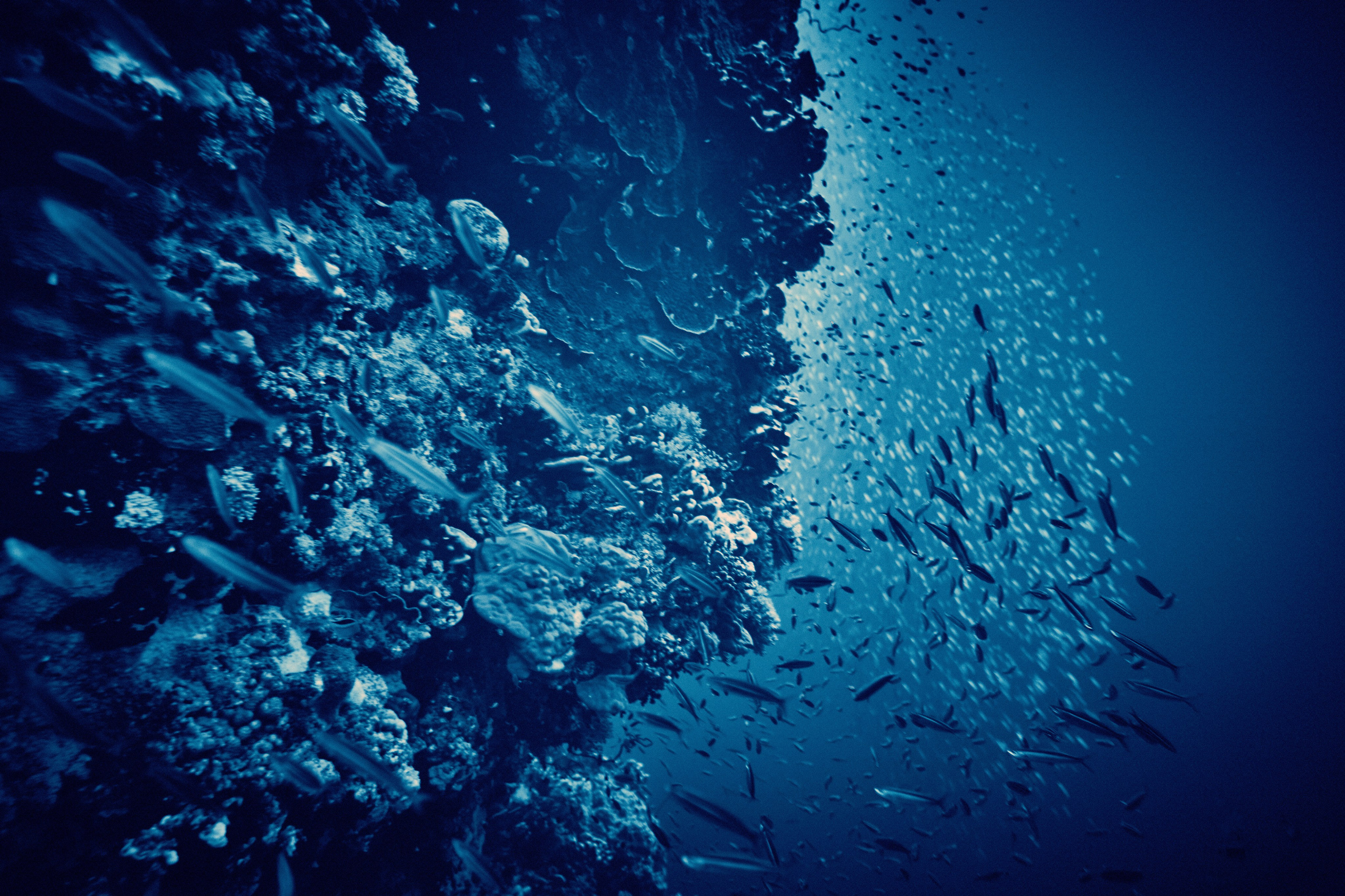 2023-11 - Diving Safari Deep South Egypt. Андрей Шипилов — Фотография & Видеография