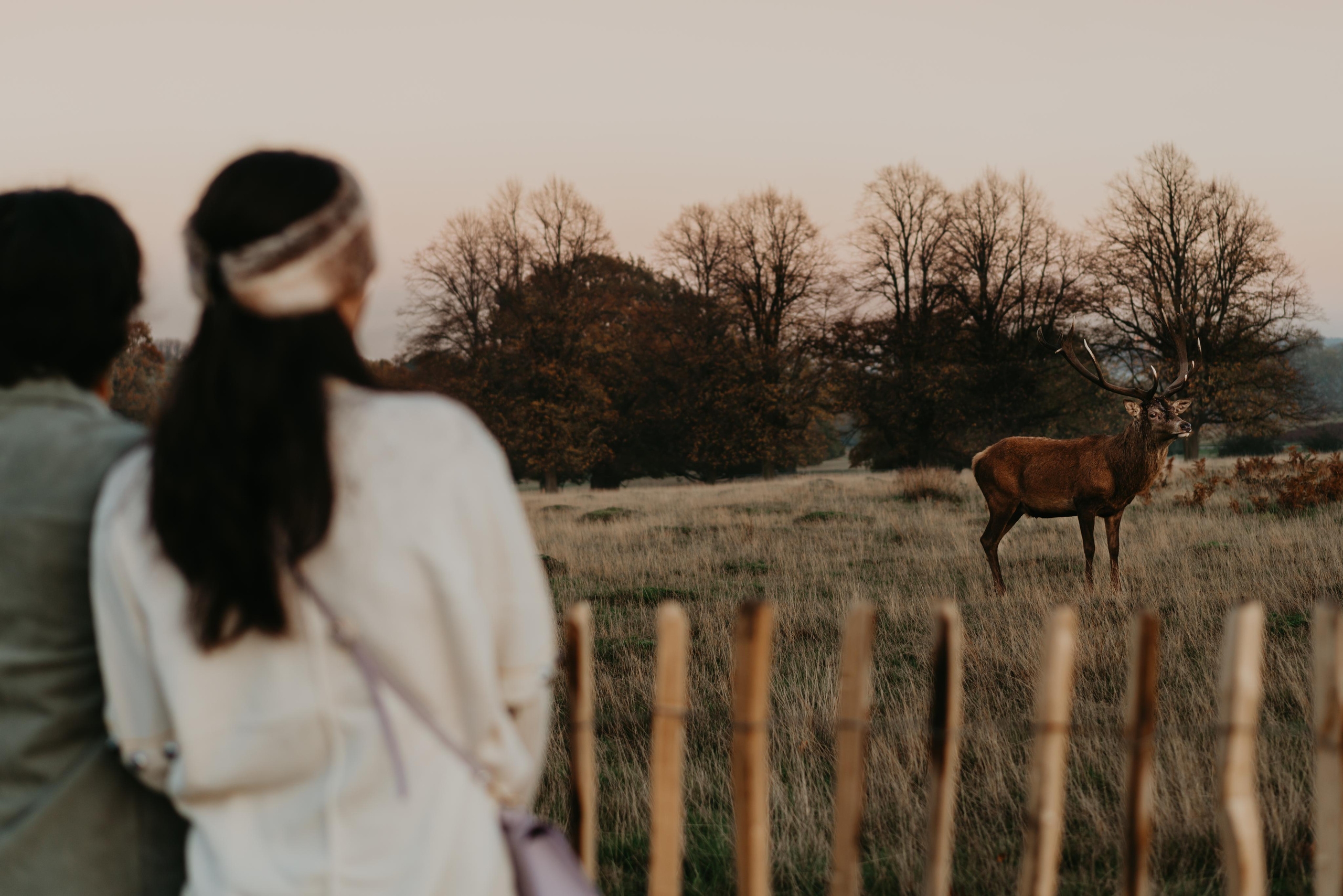 Engagement session in Richmond Park. London portrait and family photographer