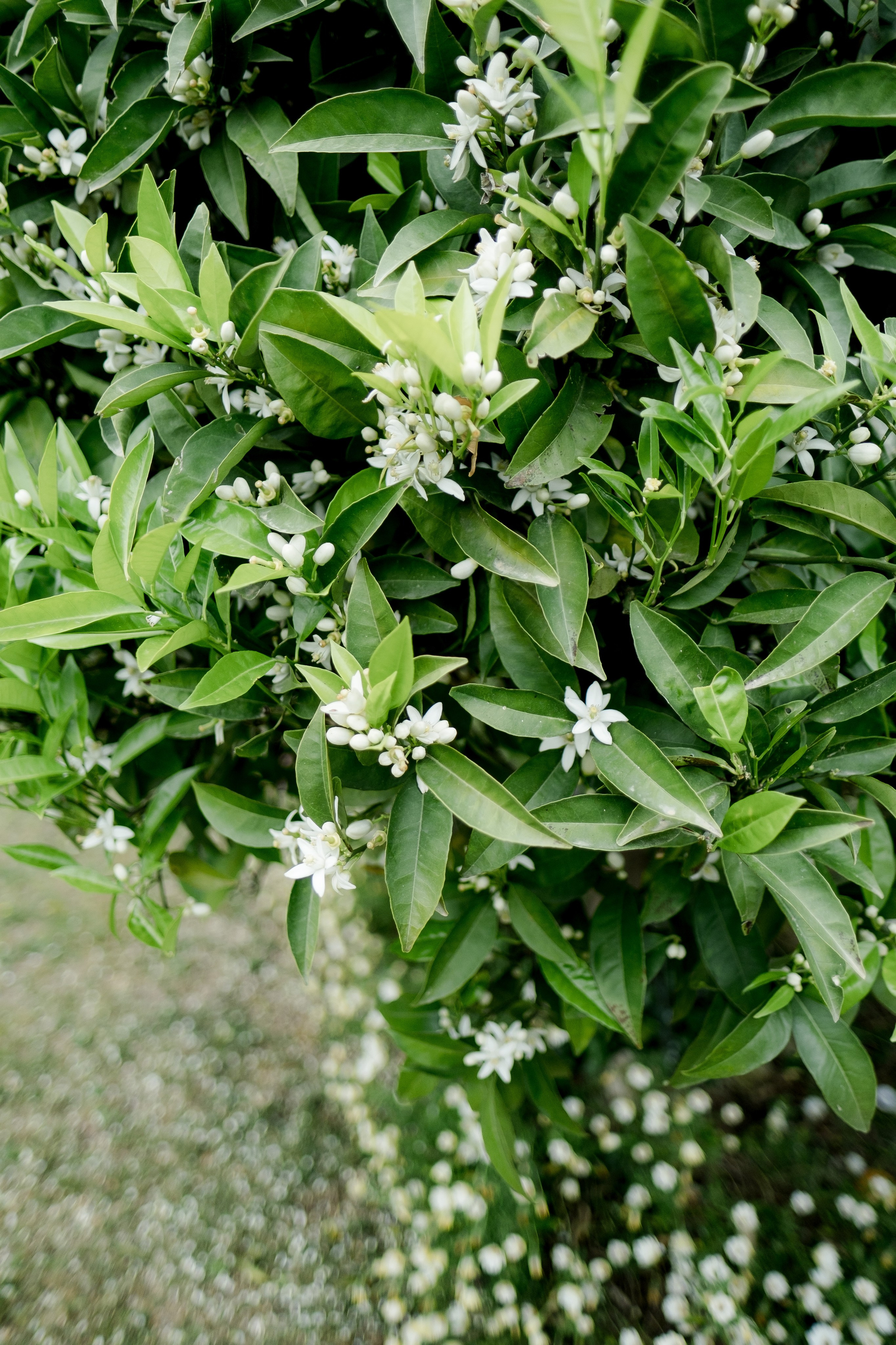 Madeline & Callum. Wedding Photographer in Barcelona Lana Alekhina