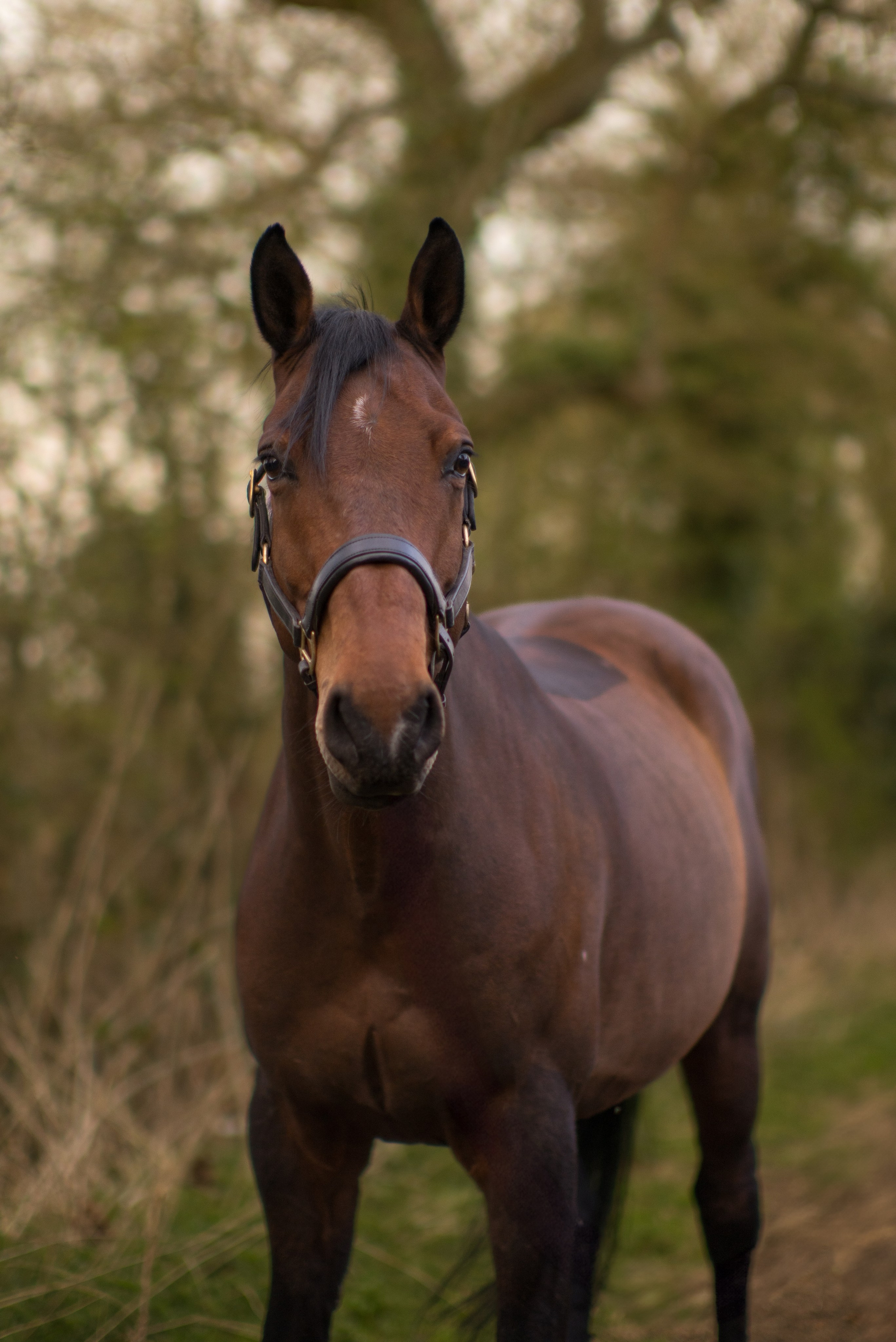 Horse with fresh greenery and hedges in the background during spring portrait
