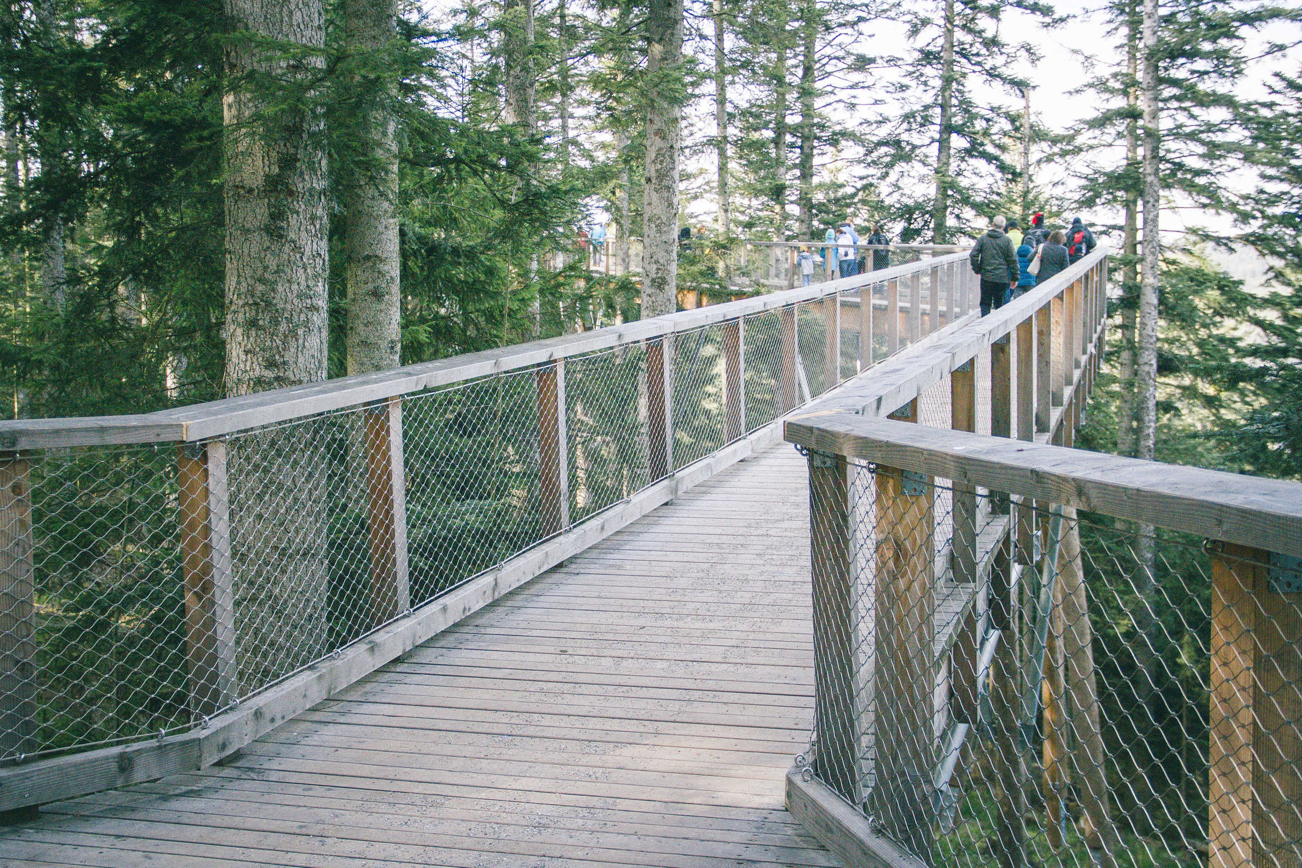 Над вершинами деревьев Baumwipfelpfad. Фотограф в Германии — Мария Чистякова