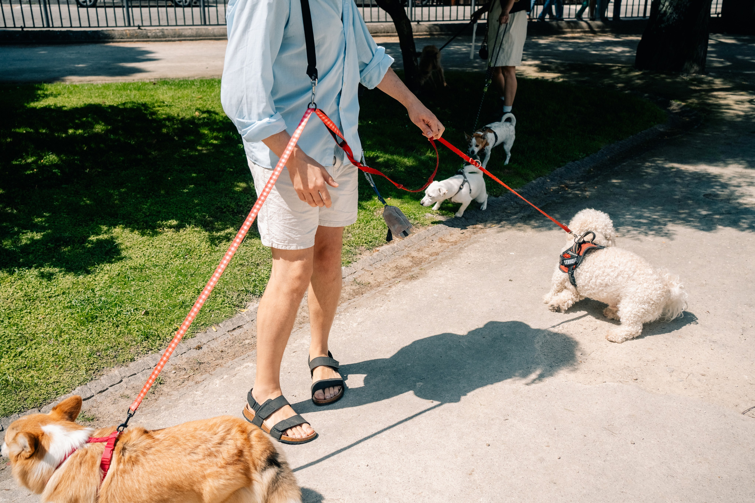 Yana & Pedro & Doggos. Maria Sher. Fotógrafa profissional do Porto, Portugal