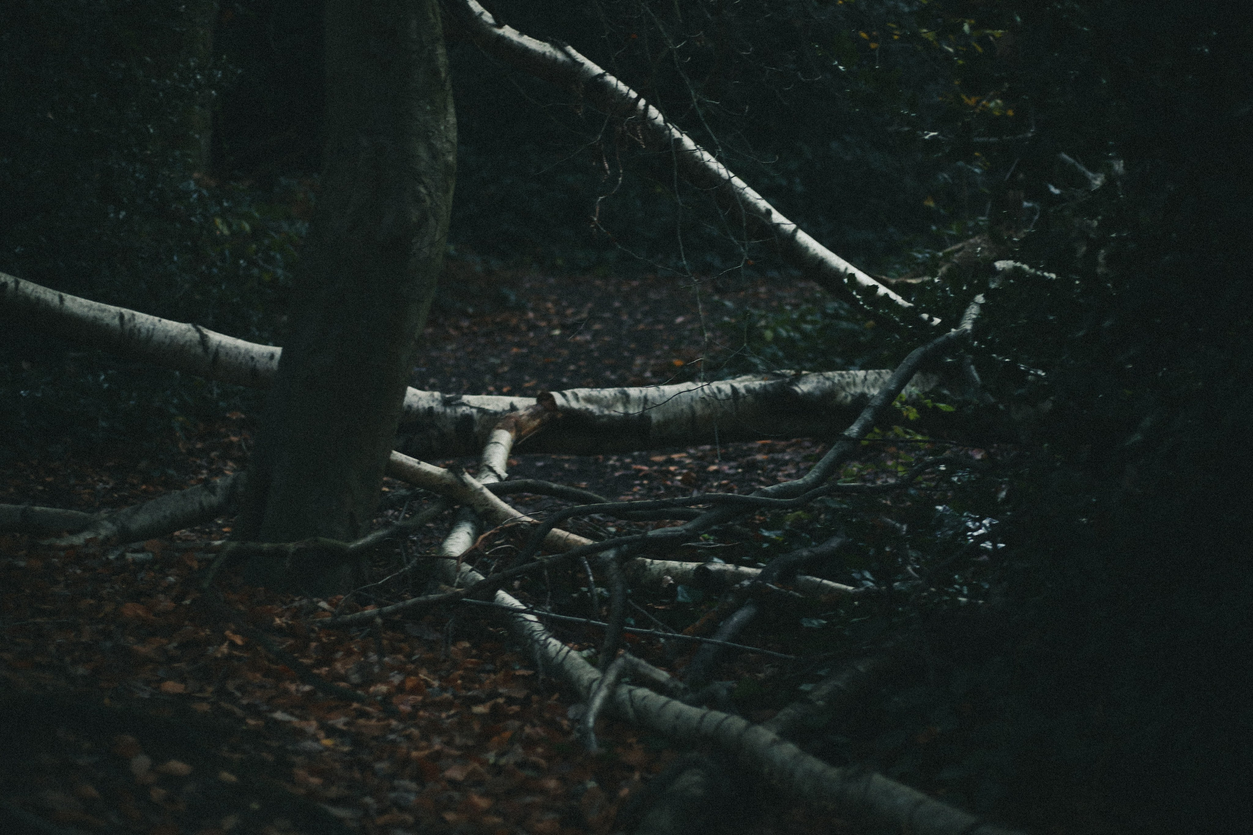 Zoe Hampstead Heath. Victoria Dini. Art photography in London / Folkestone, UK