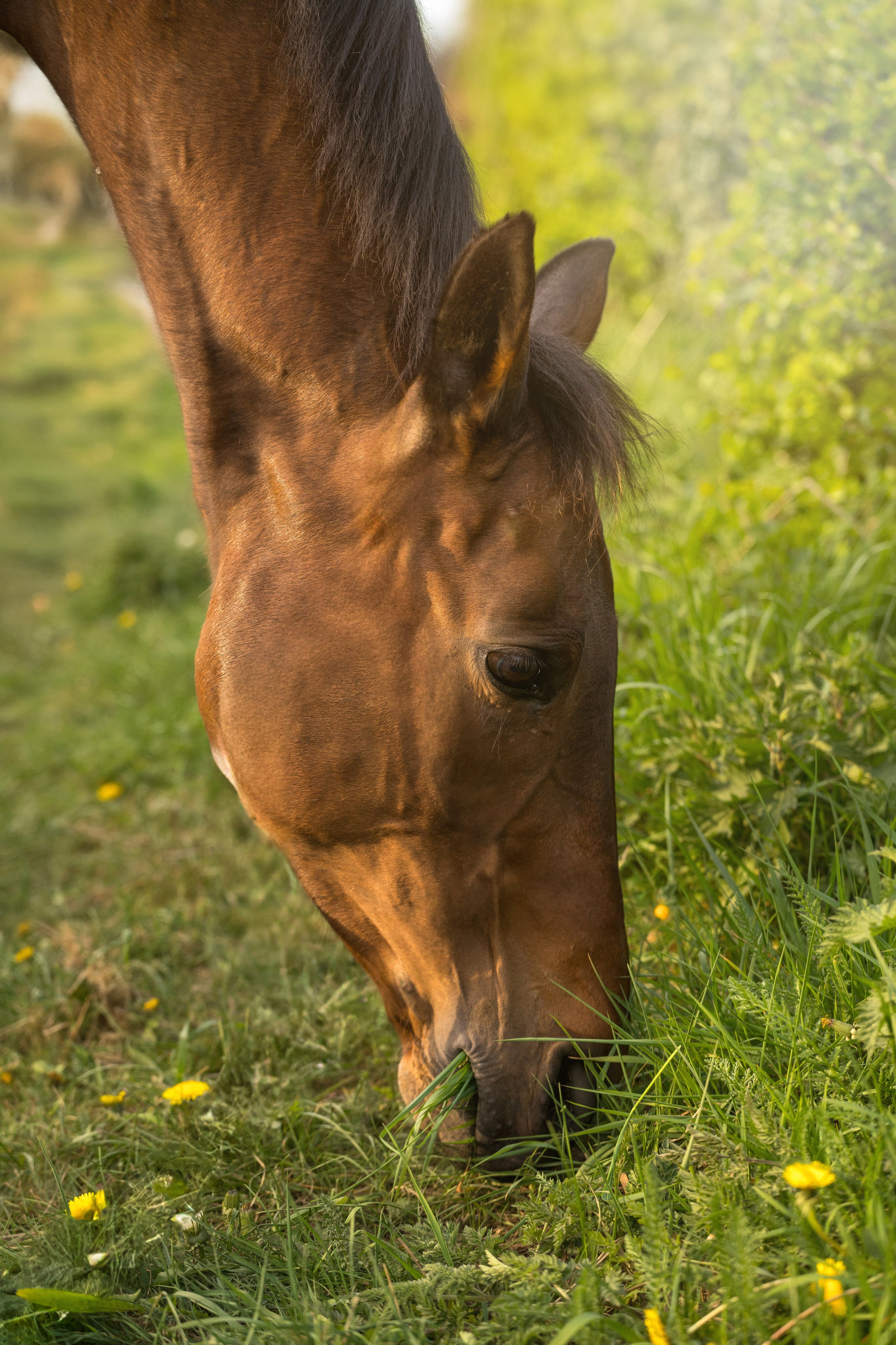 Bay horse standing on path with soft light and lush greenery