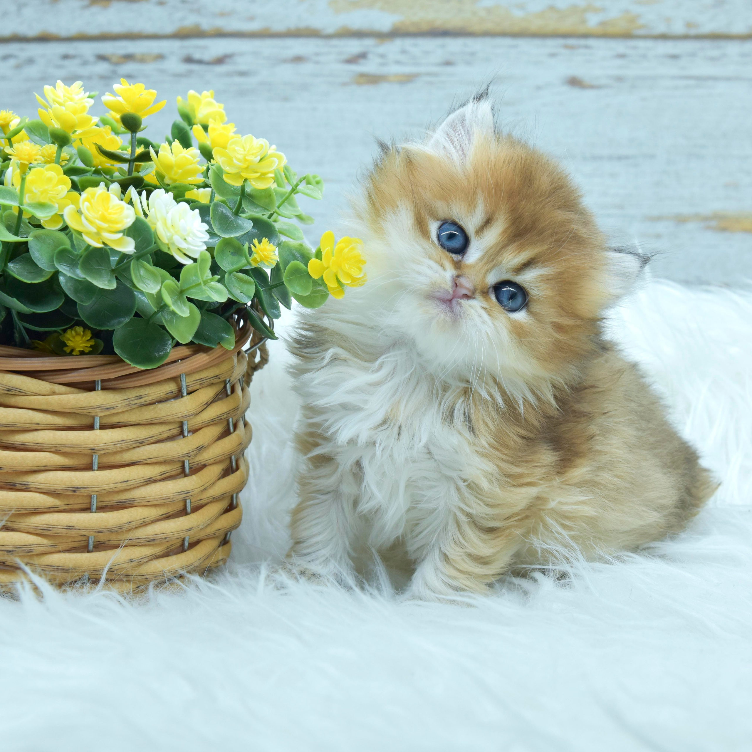 British longhair cats in Norway